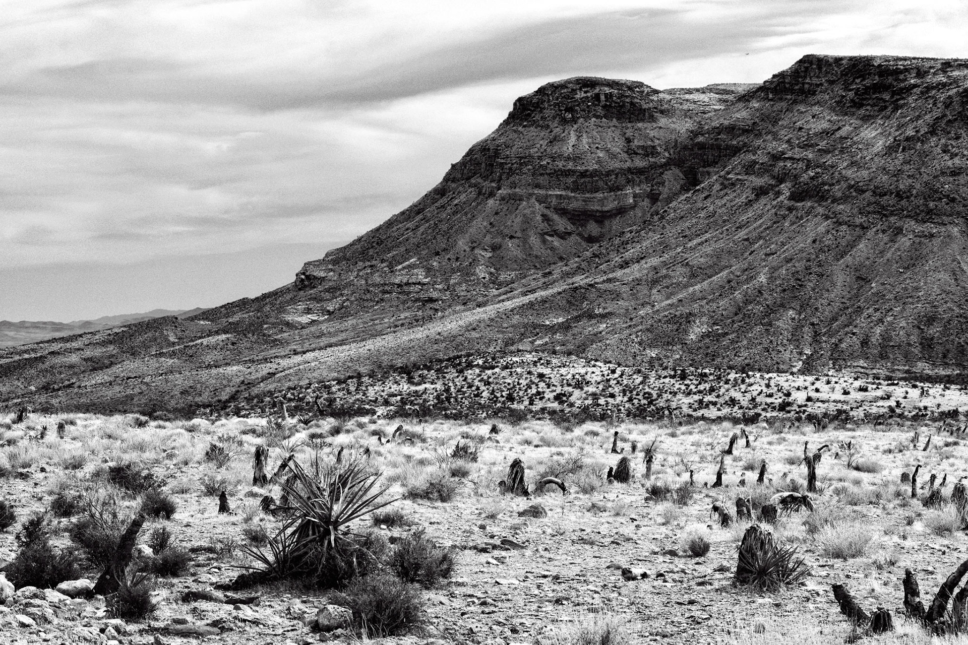 Black &amp; White 00203