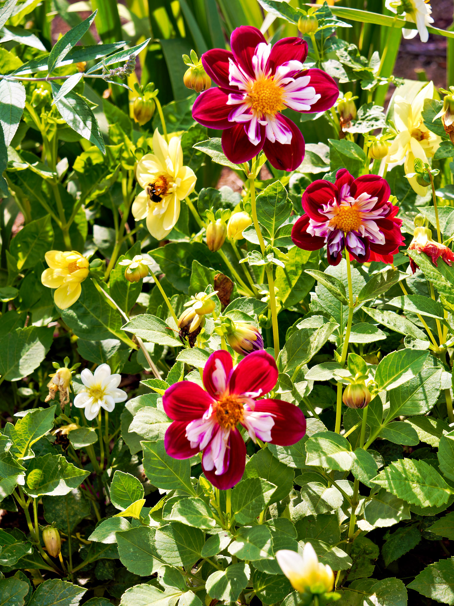 OLYMPUS DIGITAL CAMERA