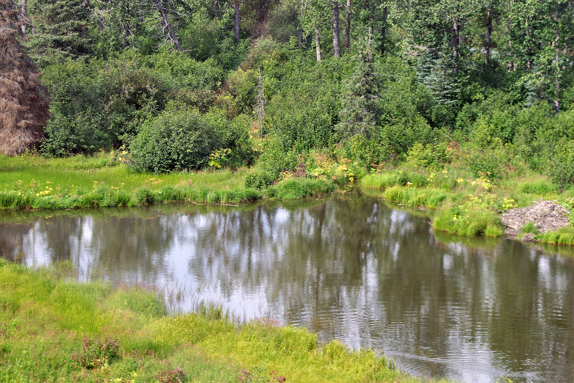 AK_20030807_0824_PS.dng