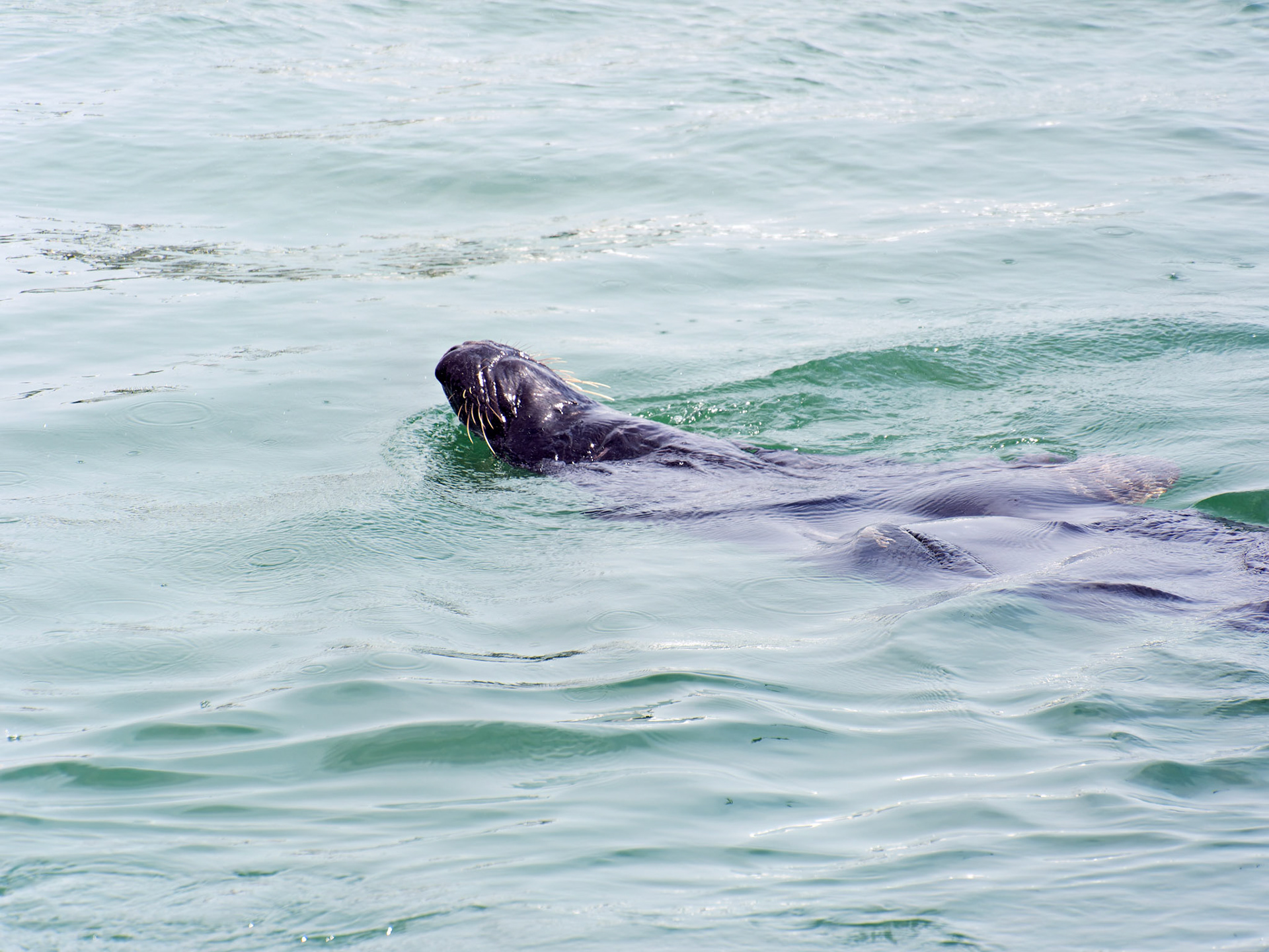 MA_CapeCodChattham_20180725_0002_PS.dng