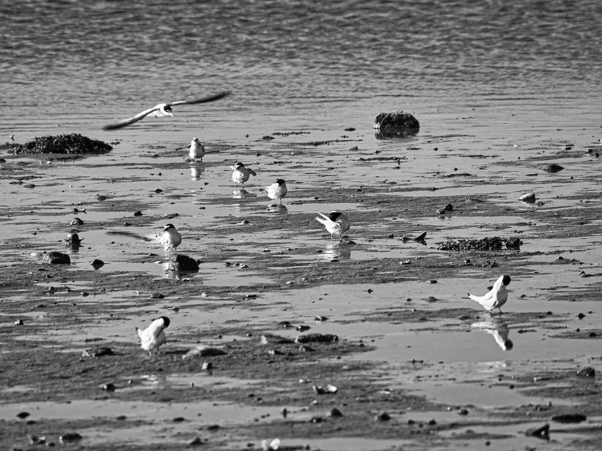 Black &amp; White 00283