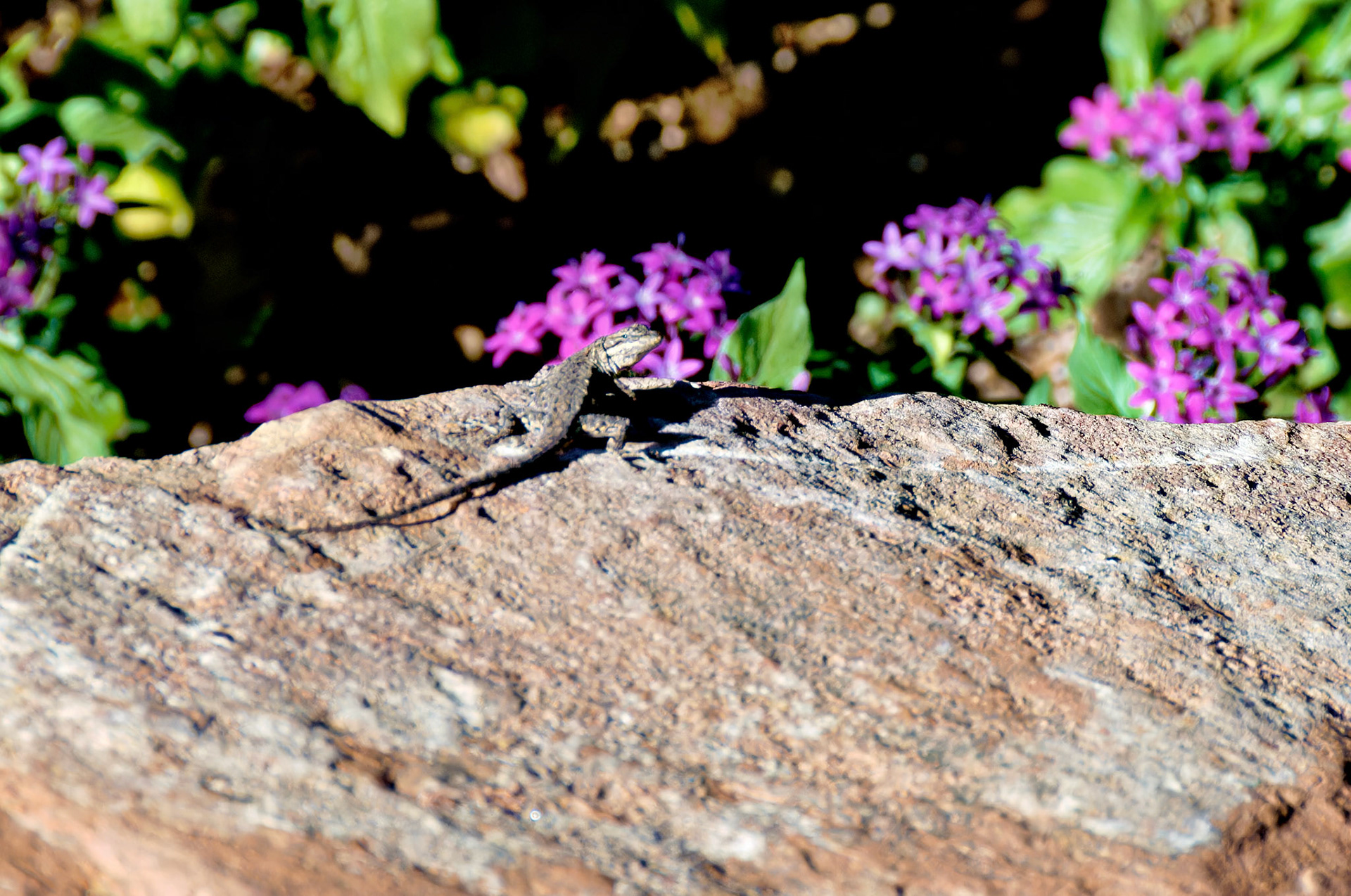 Wildlife_20060917_0159_PS.dng