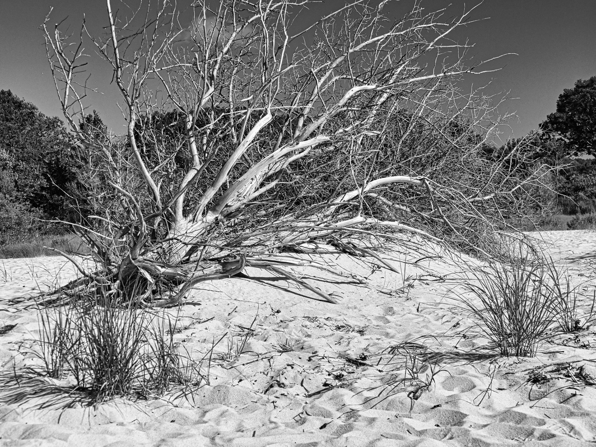 Black &amp; White 00280