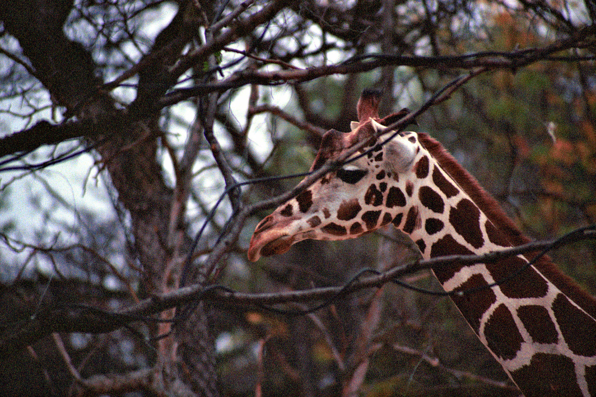 Wildlife_20221129_0800_PS.dng