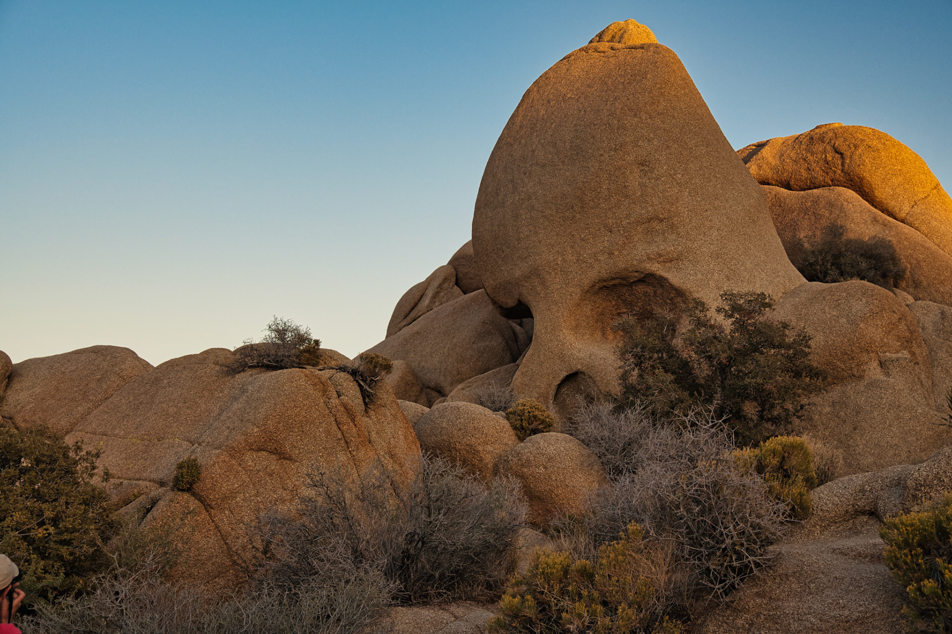 California Joshua Tree 00079