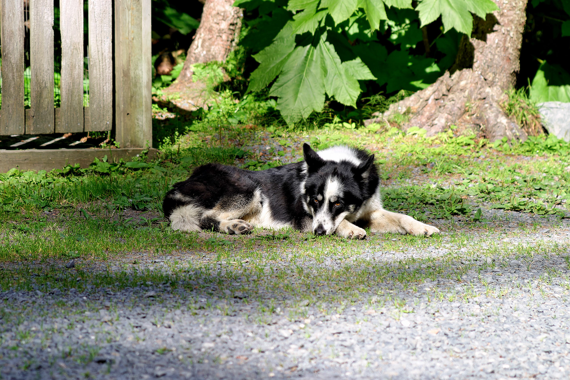 Wildlife_20030804_0088_PS.dng