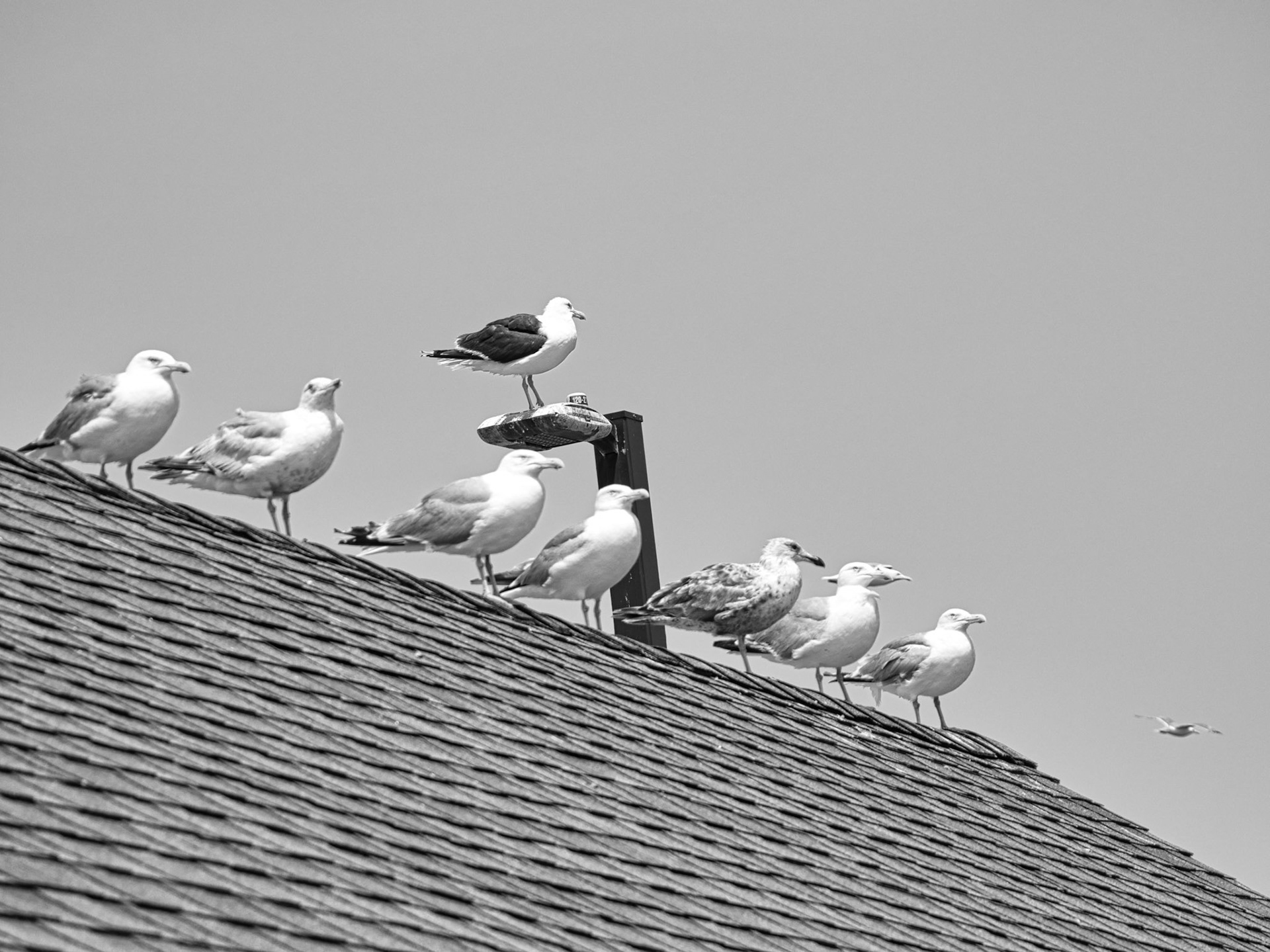 Black &amp; White 00301