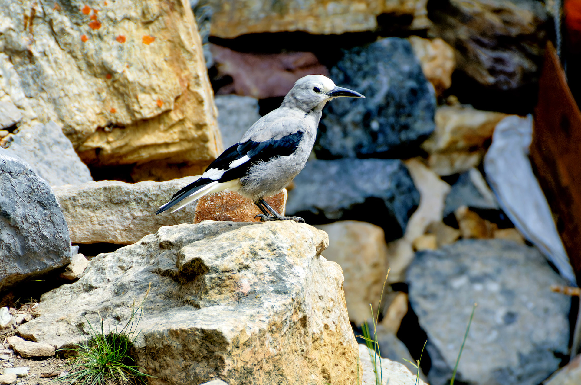 Wildlife_20060801_0158_PS.dng