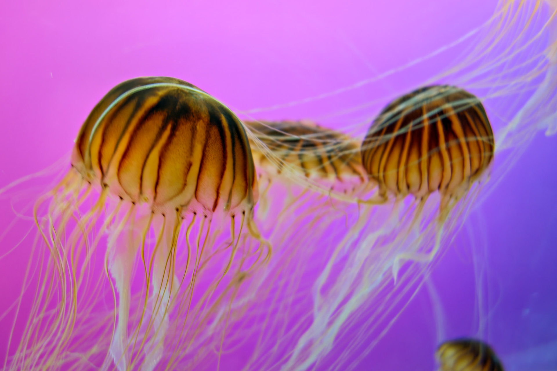 Wildlife_20120725_0318_PS.dng