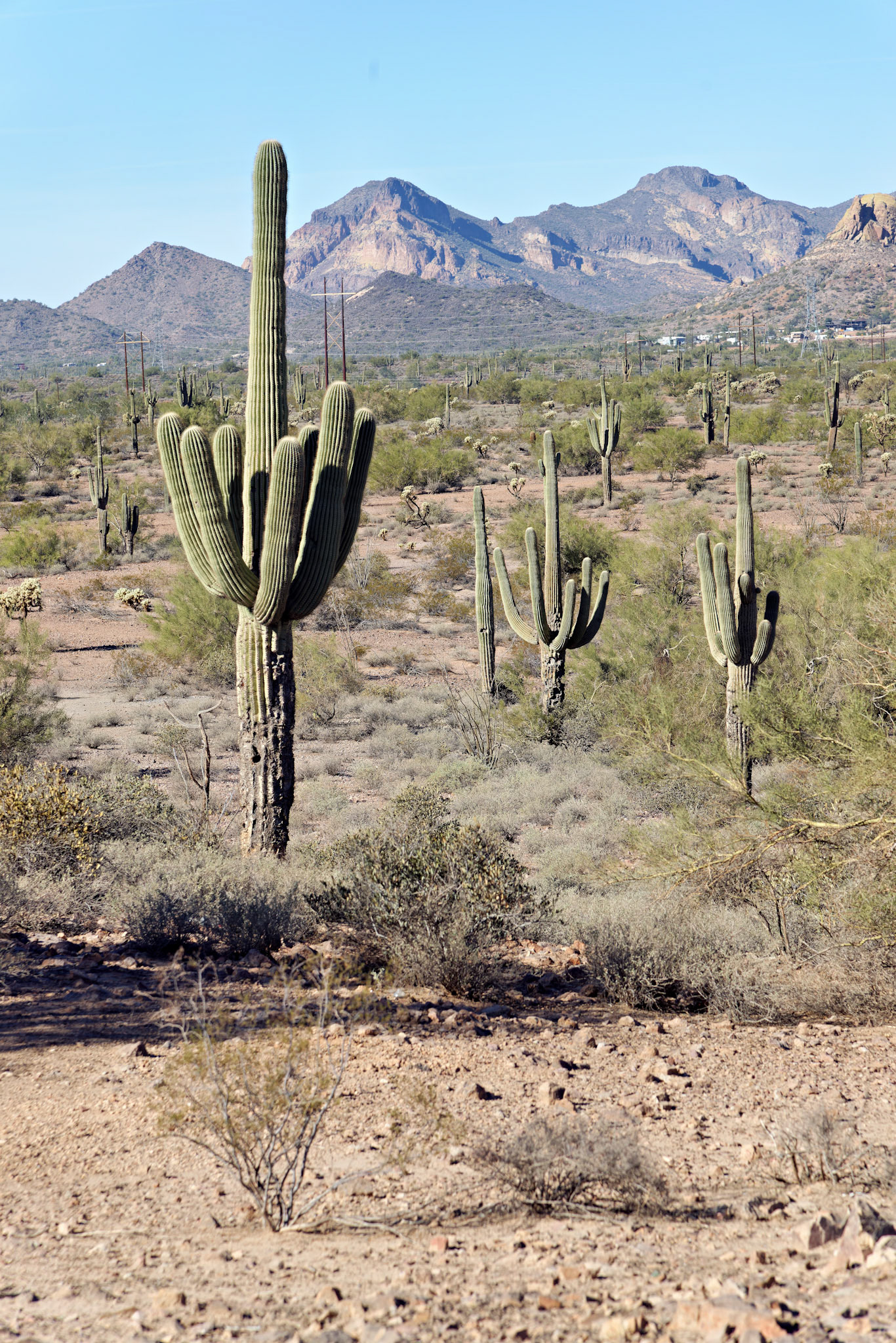 AZ_20121209_0316_PS.dng