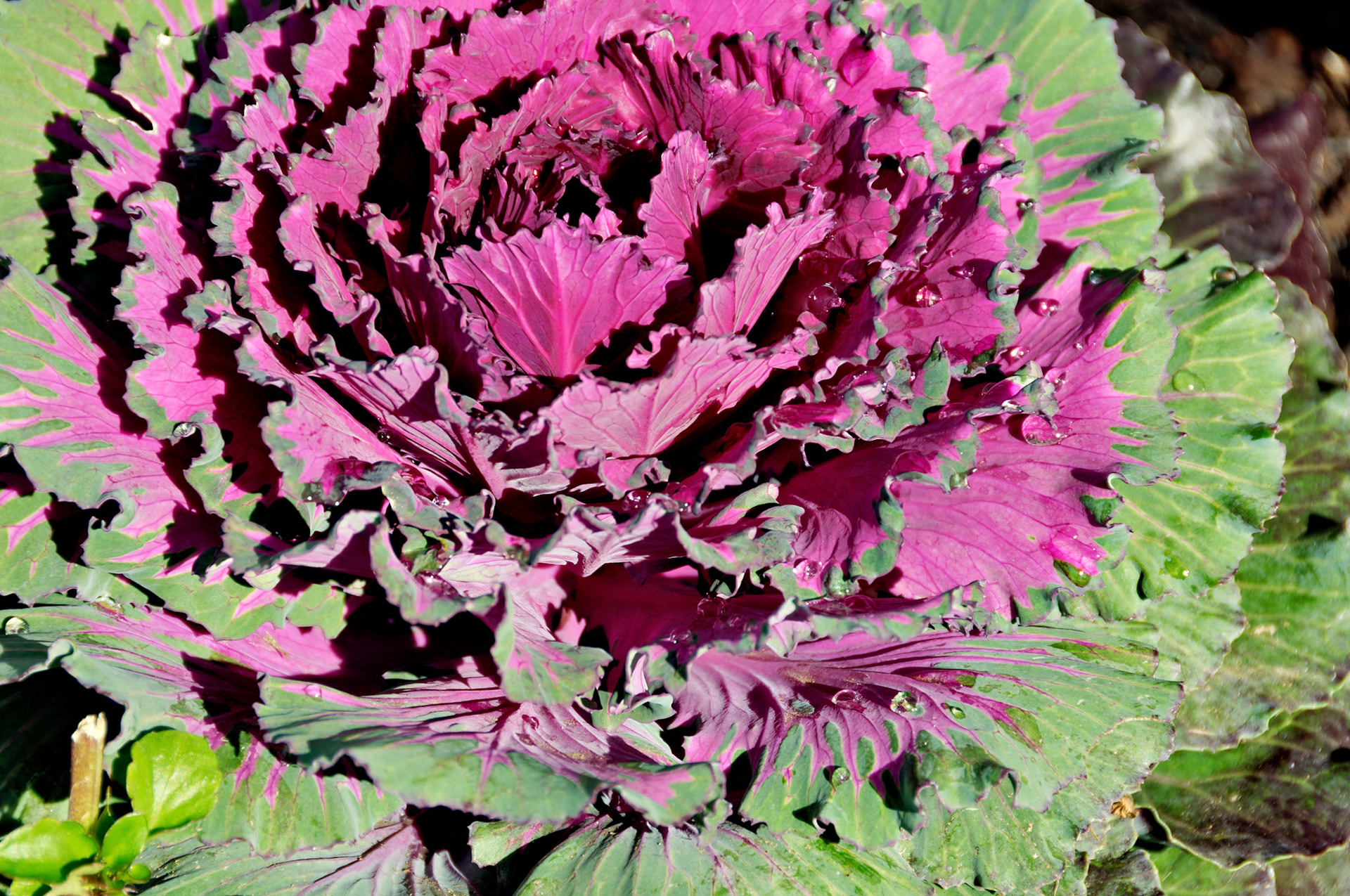 IL_Morton Arboretum_20081021_0339_PS.tif