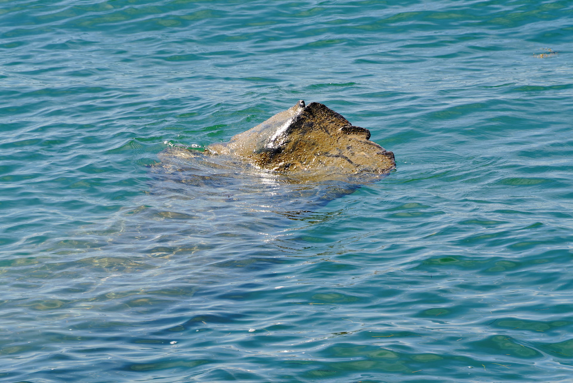 Wildlife_20120217_0244_PS.dng