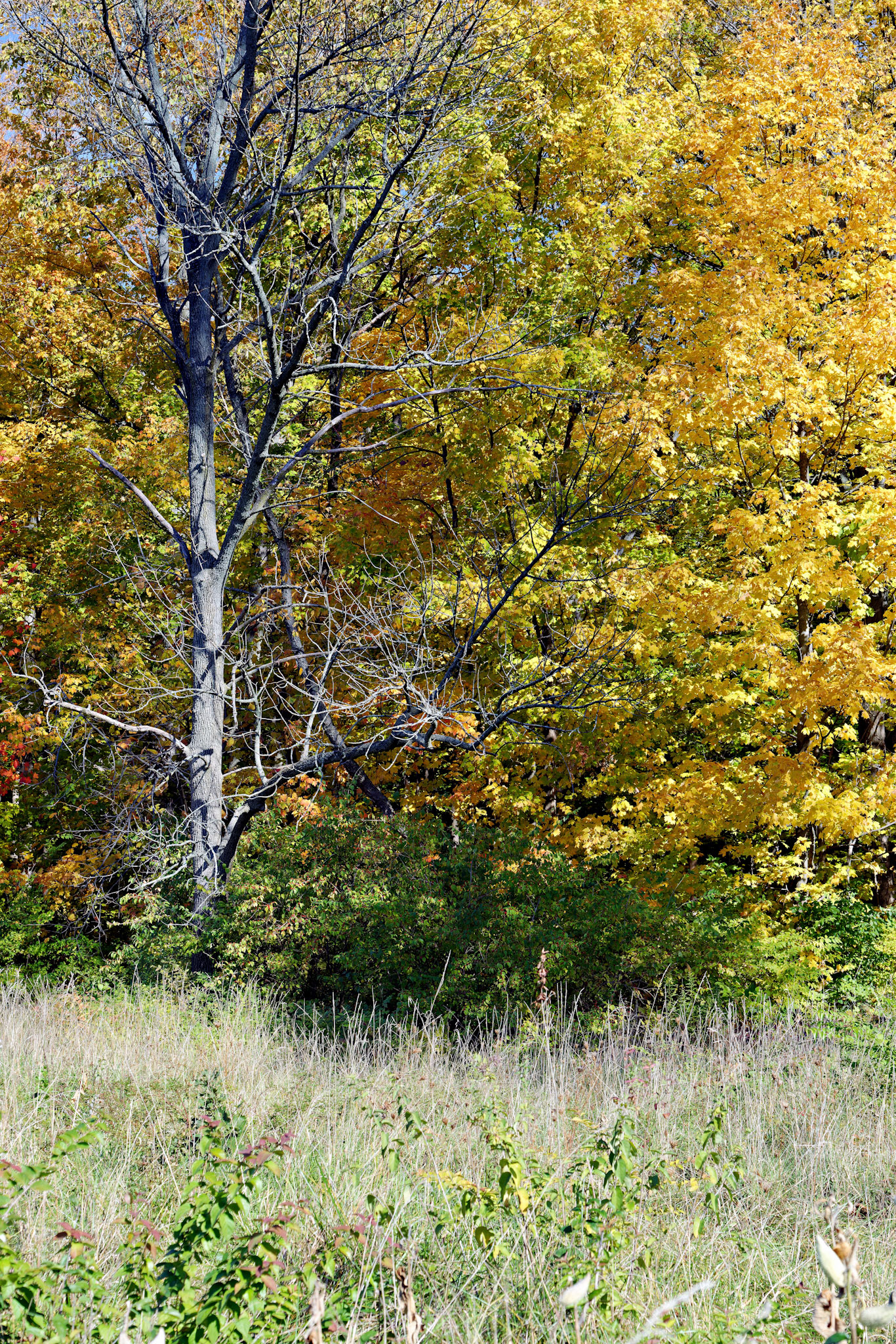 IL_Morton Arboretum_20121012_0566_PS.tif