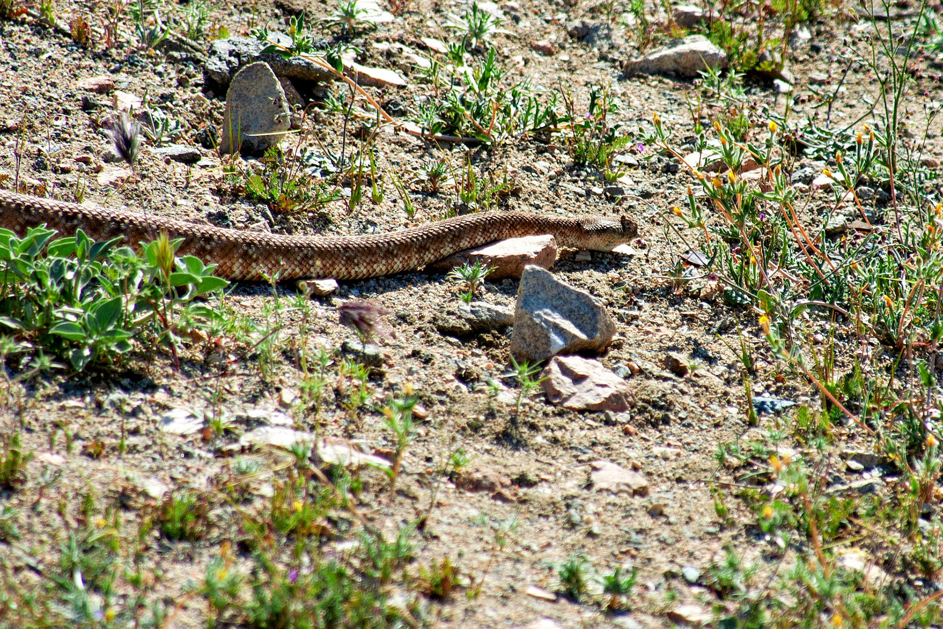 Wildlife_20030514_0084_PS.dng