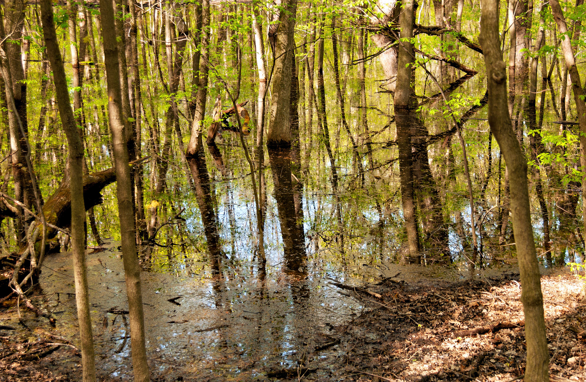 IL_Morton Arboretum_20020504_0026_PS.tif