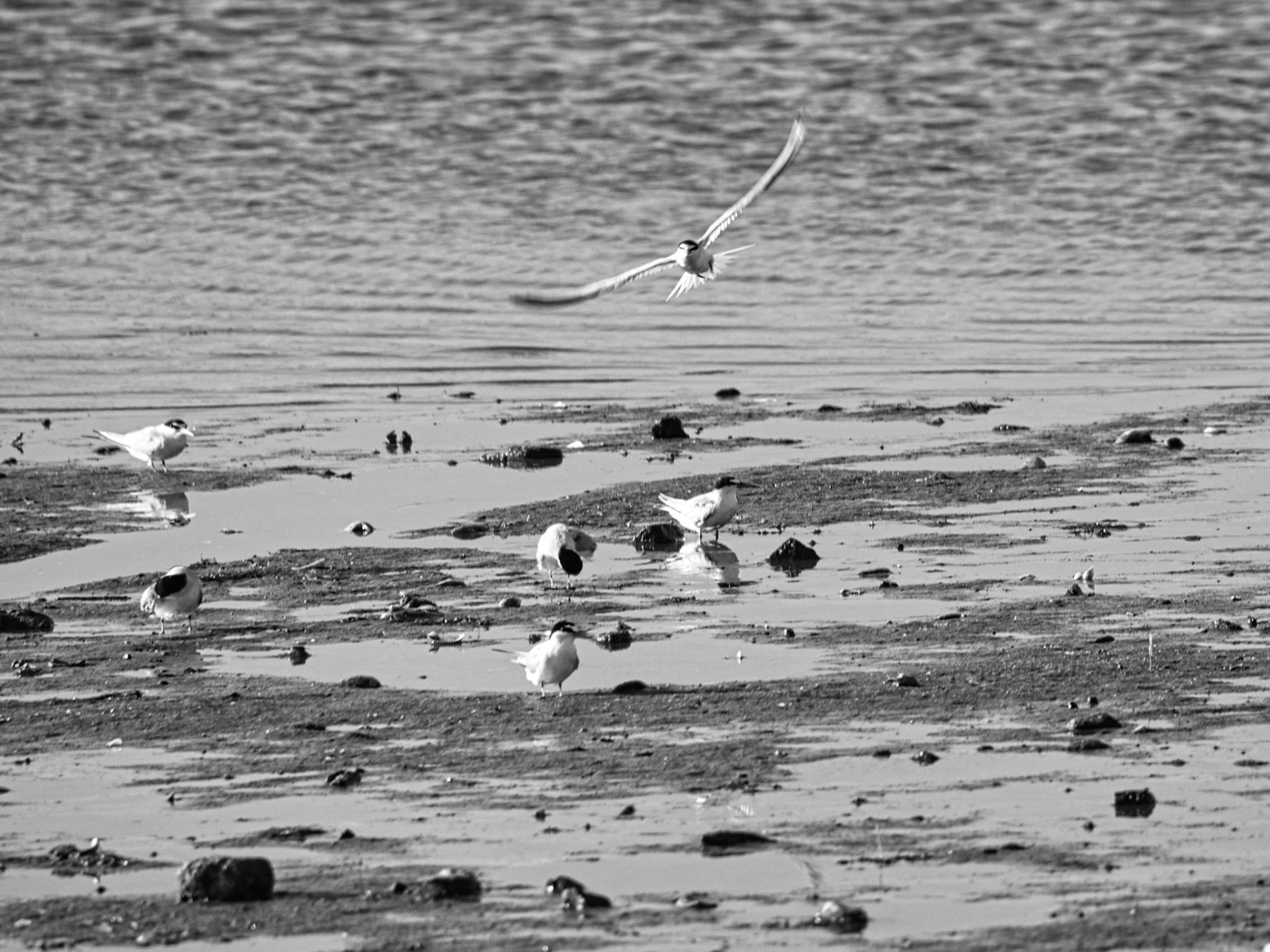 Black &amp; White 00285