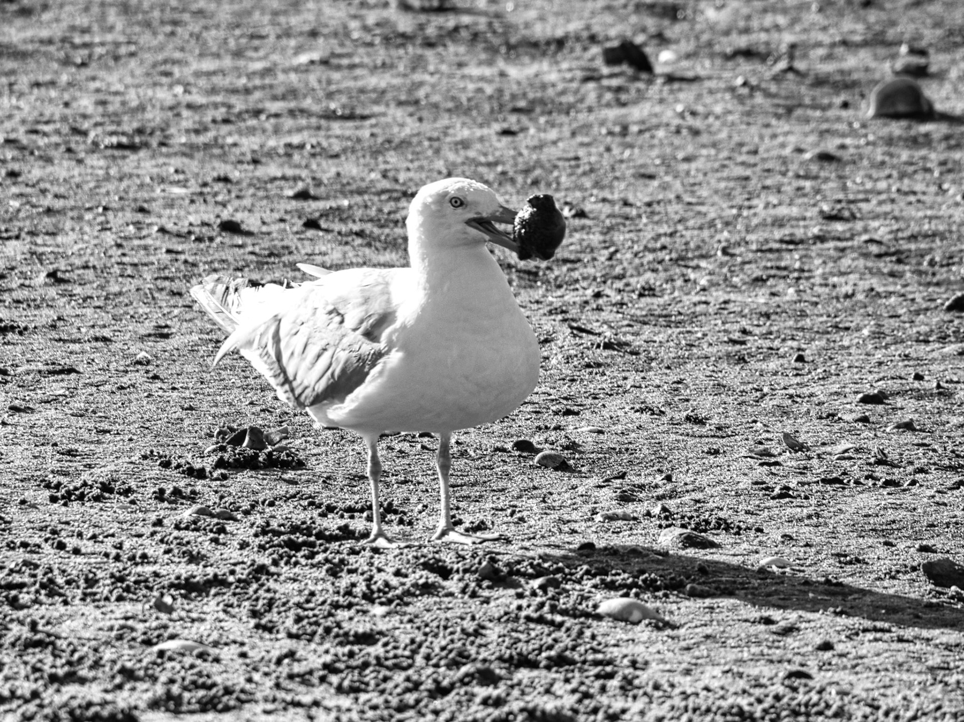 Black &amp; White 00286