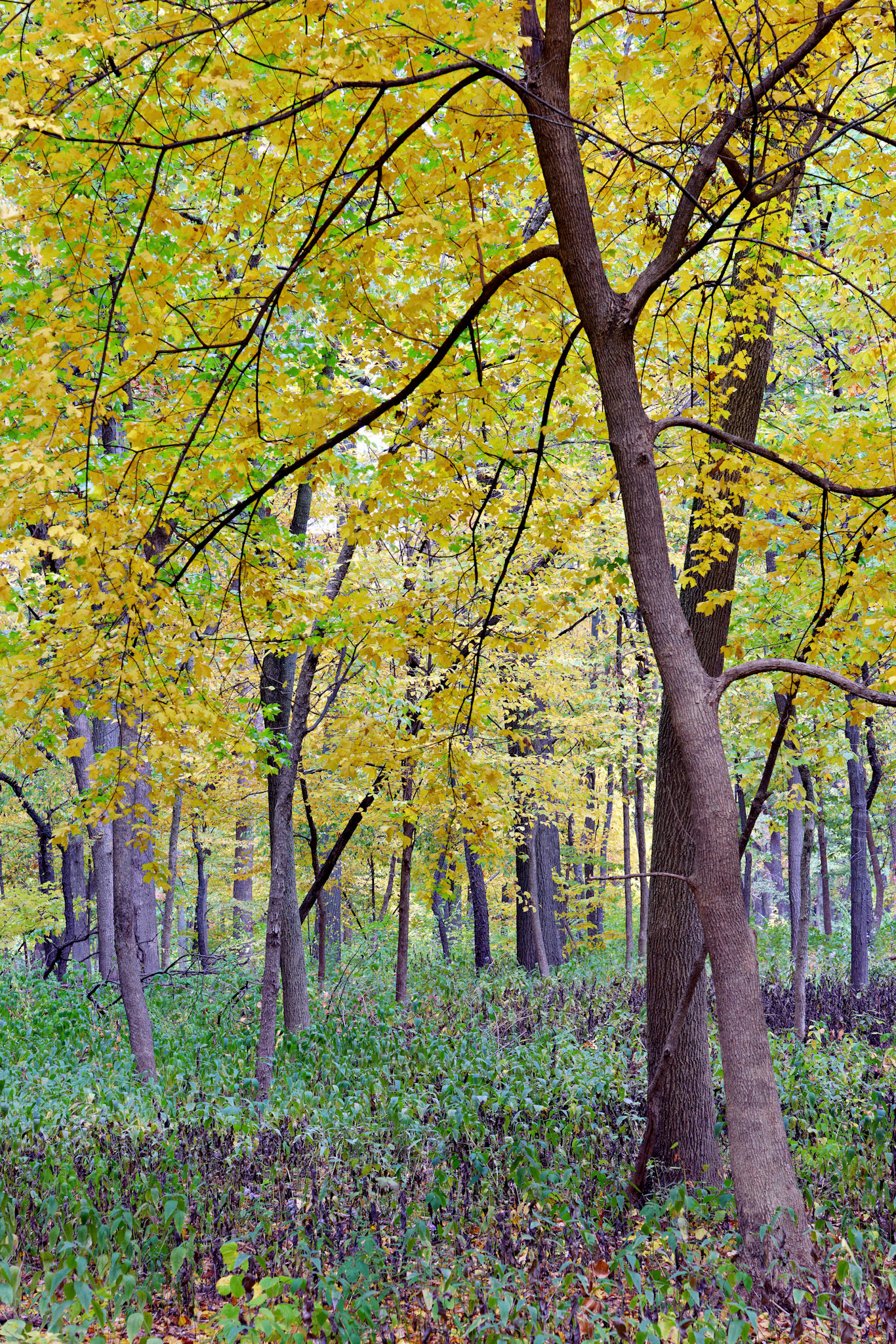 IL_Morton Arboretum_20121005_0526_PS.tif