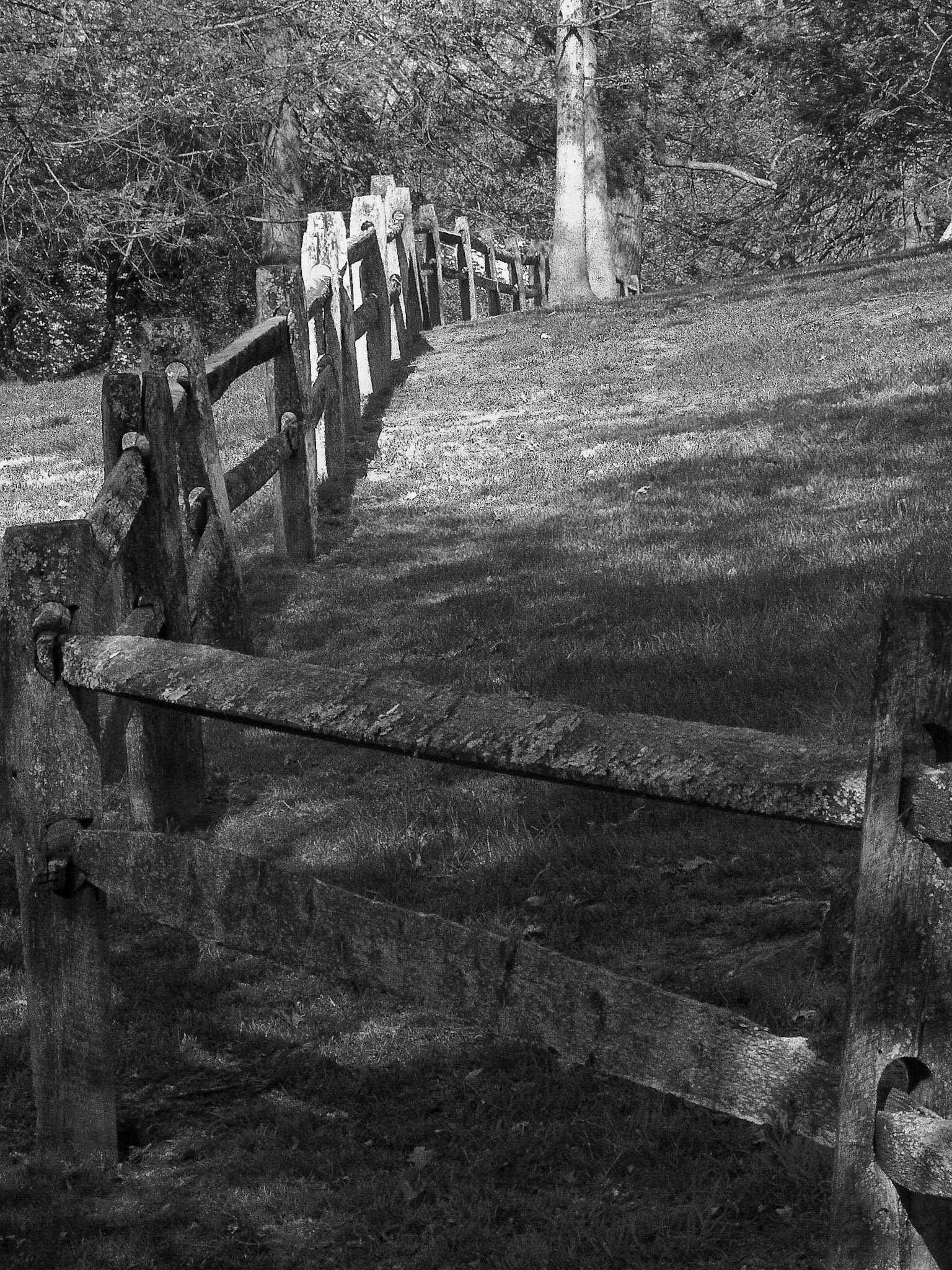 Black &amp; White 00042