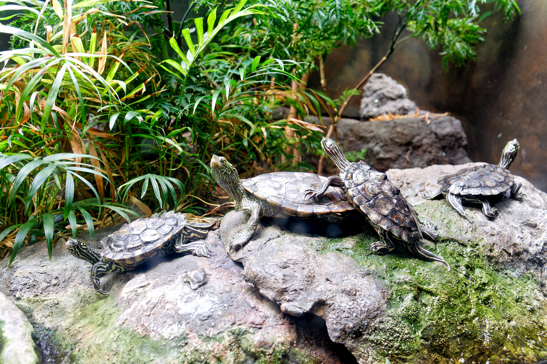 Wildlife_20160705_0687_PS.dng