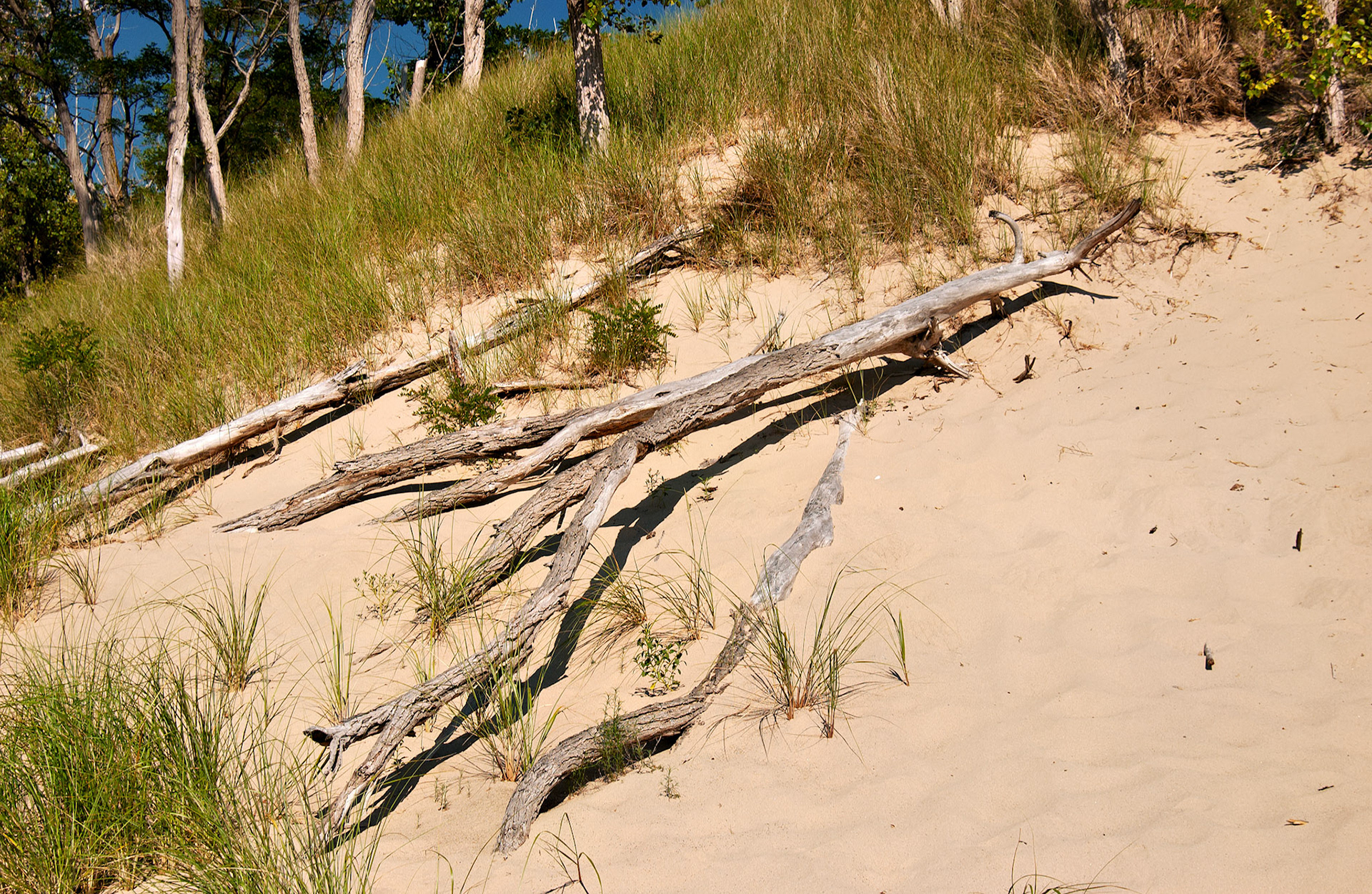 MI_New BuffaloArea_20020731_0031_PS.tif