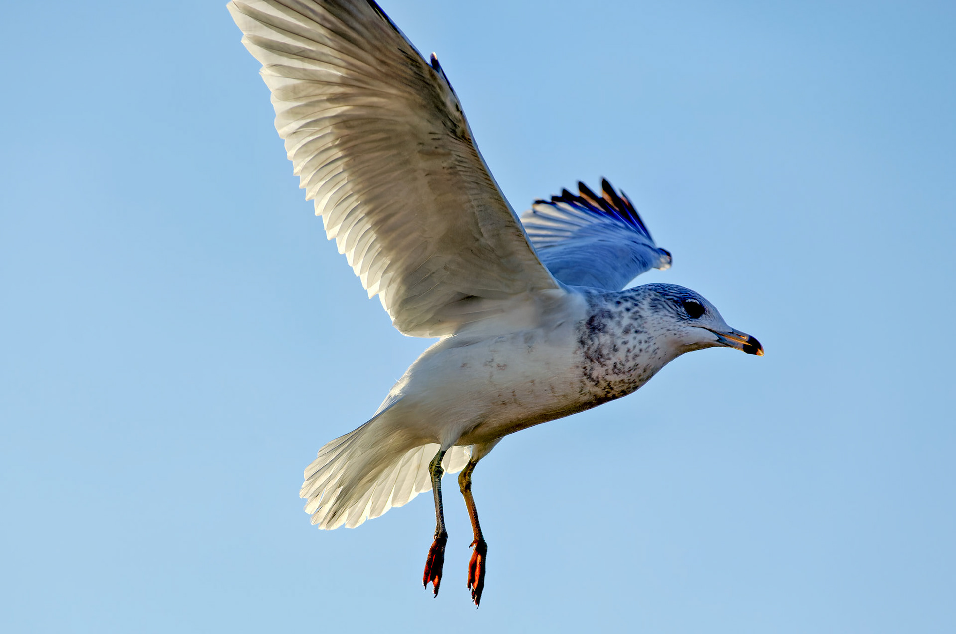 Wildlife_20051102_0145_PS.dng