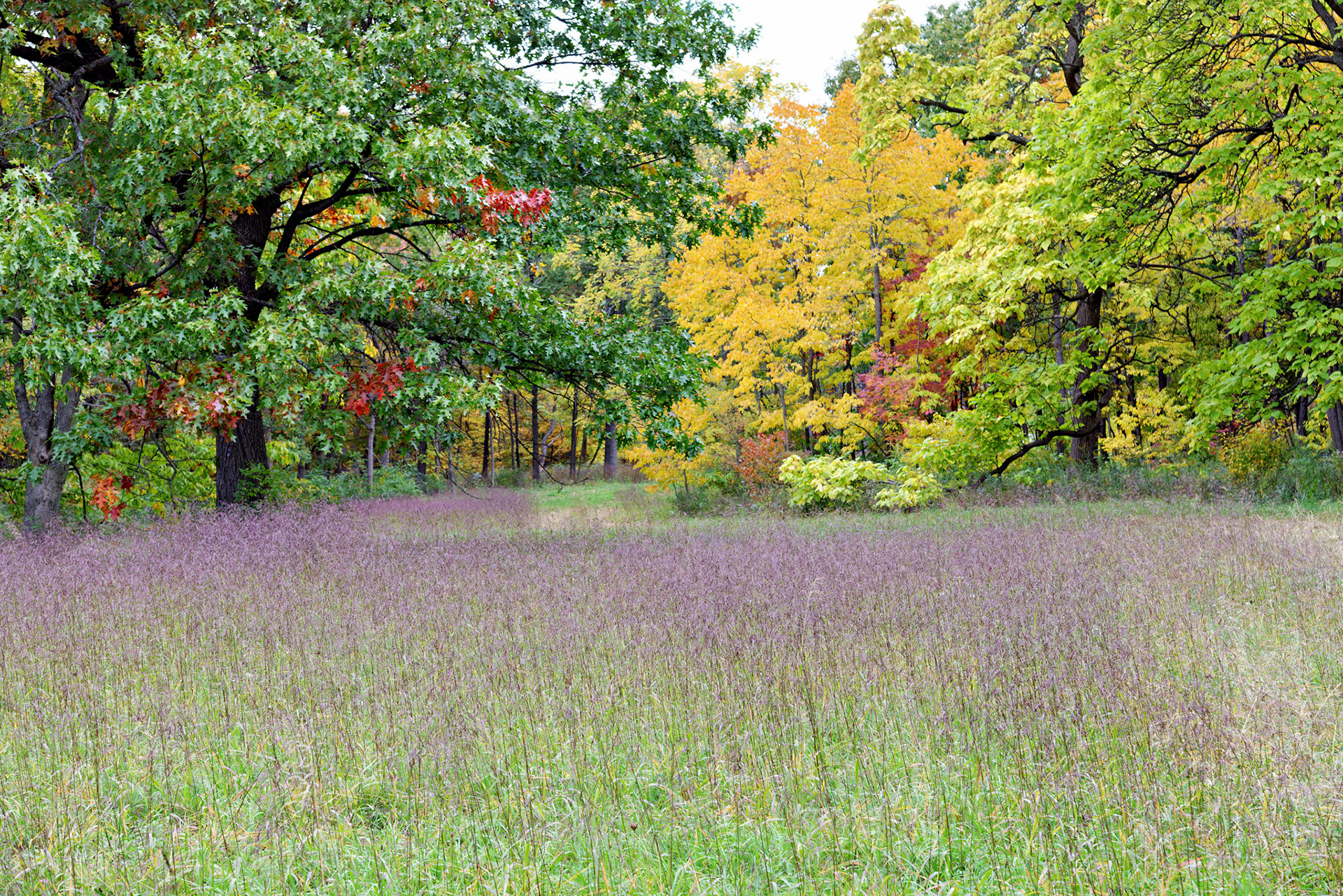 IL_Morton Arboretum_20121005_0549_PS.tif
