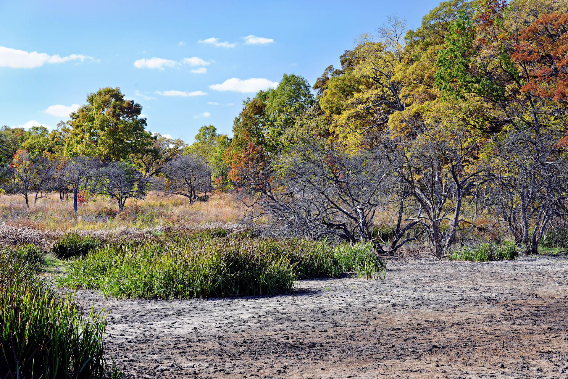 IL_Morton Arboretum_20121012_0583_PS.tif
