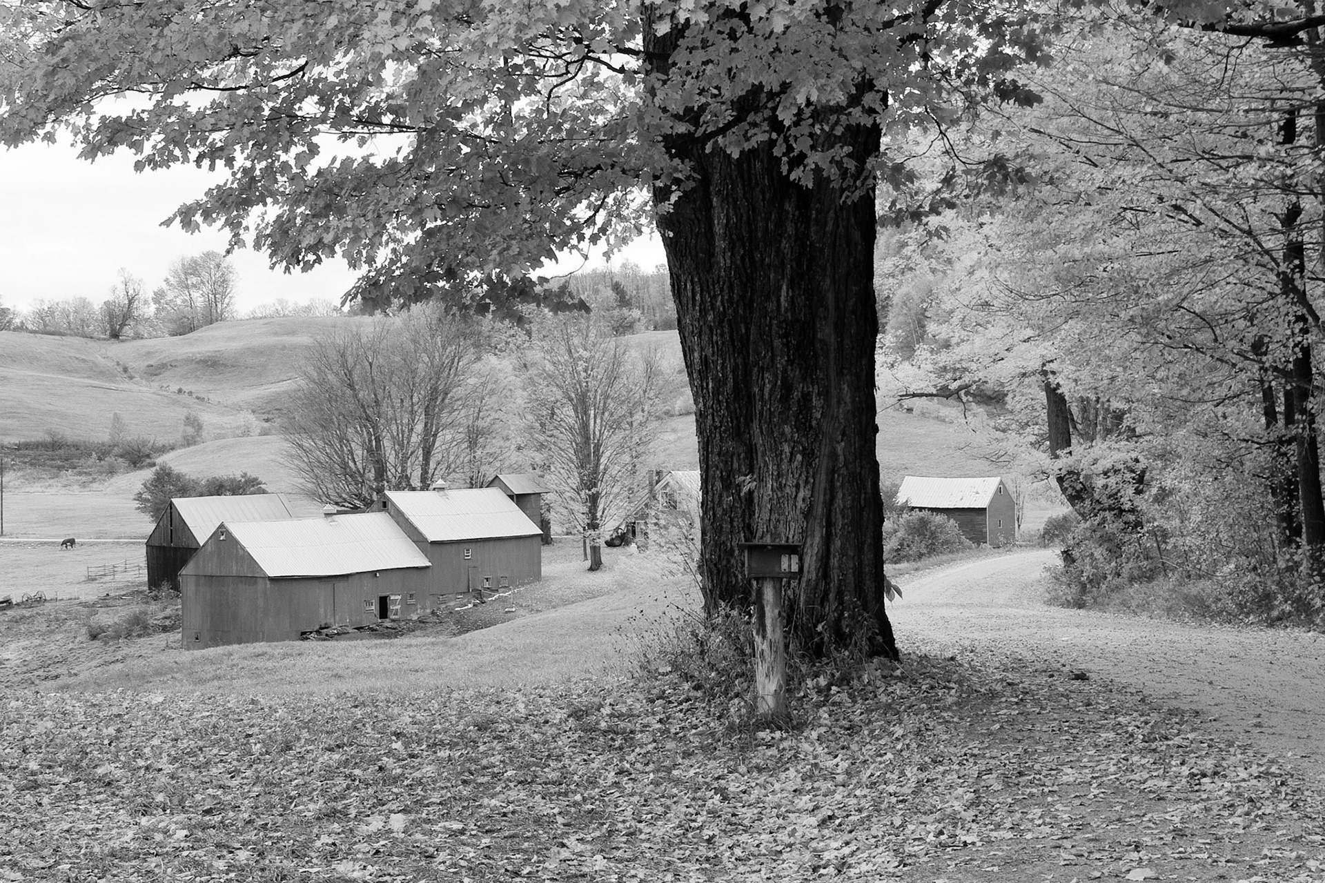 Black &amp; White Photos