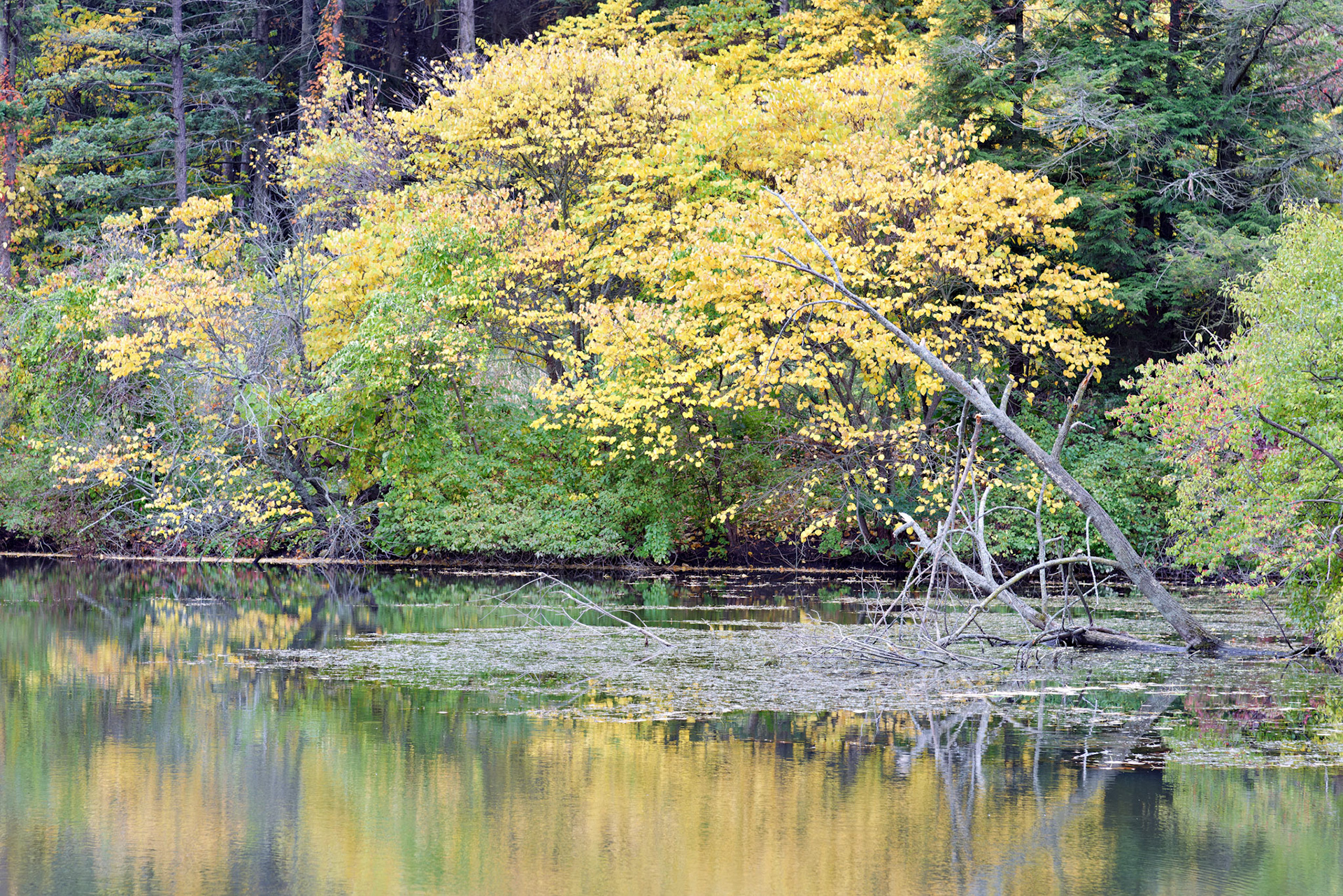 IL_Morton Arboretum_20121005_0554_PS.tif