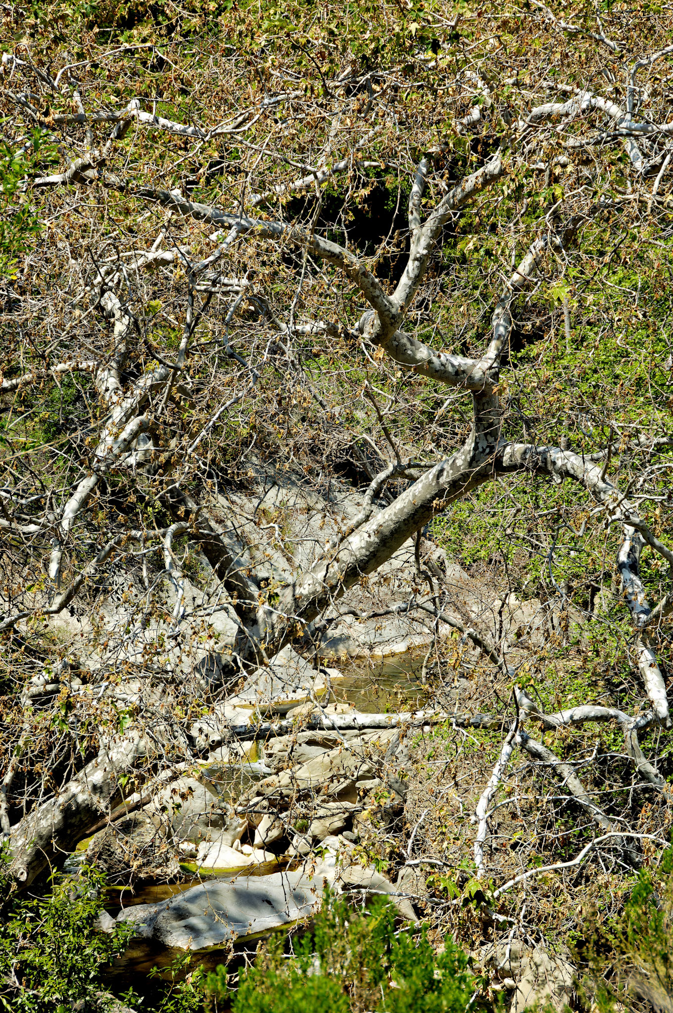 CA_LA_20060504_0321_PS.dng