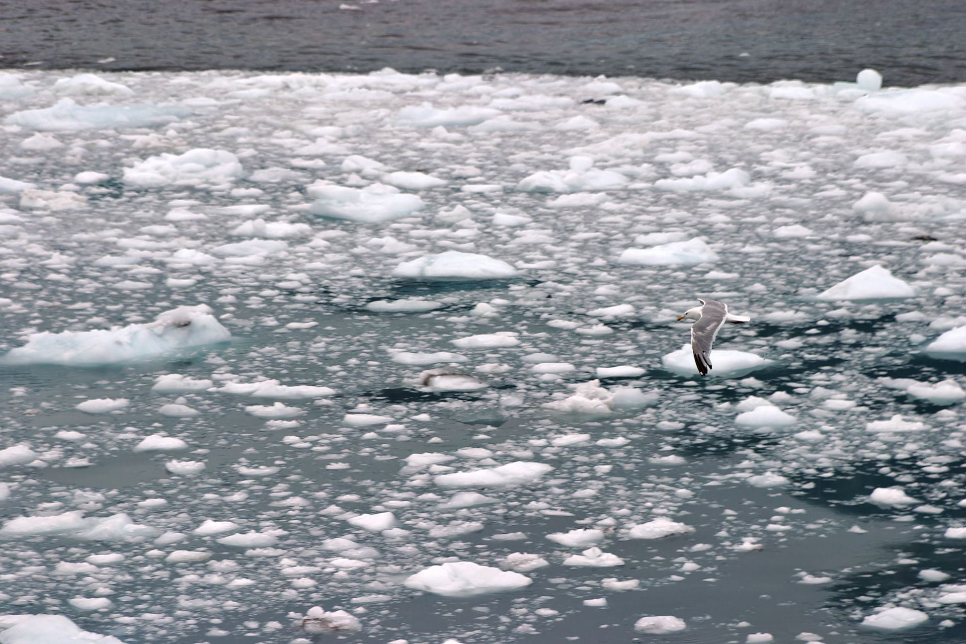 AK_20030802_0391_PS.dng