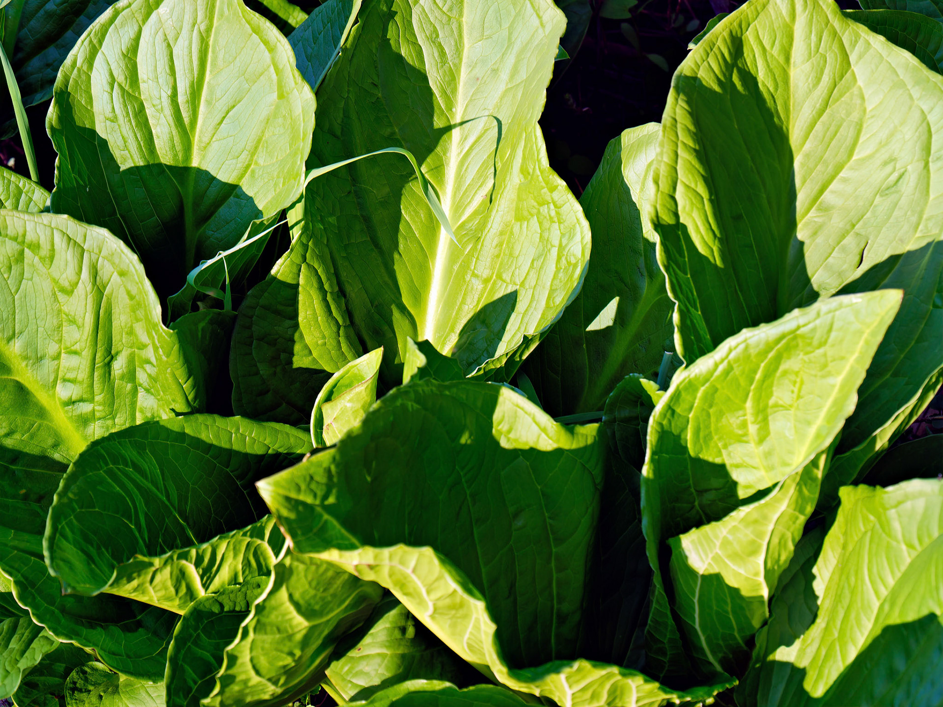 IL_Morton Arboretum_20180507_0850_PS.tif