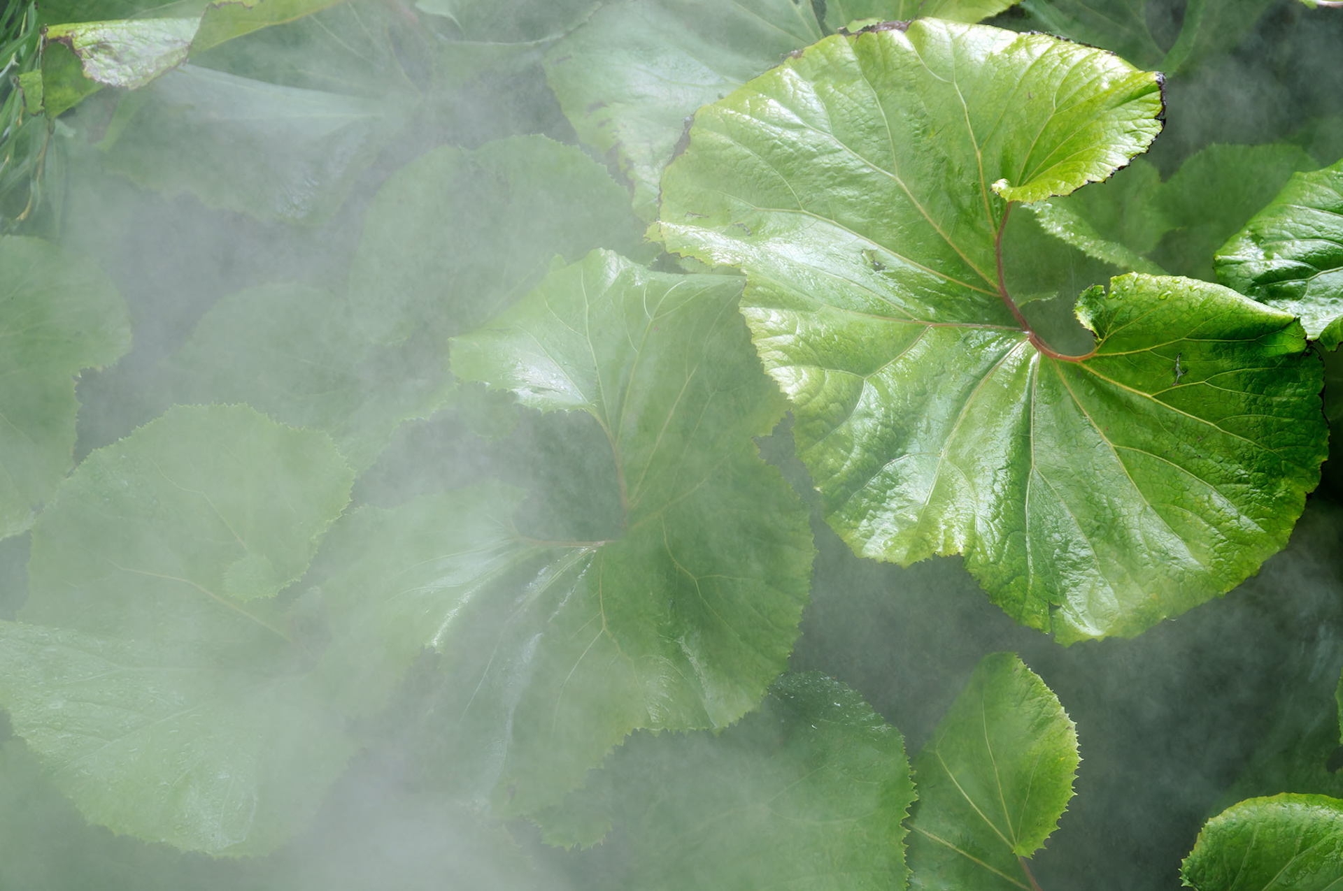 PA_GroundsForSculpture_20080814_0131_PS.dng