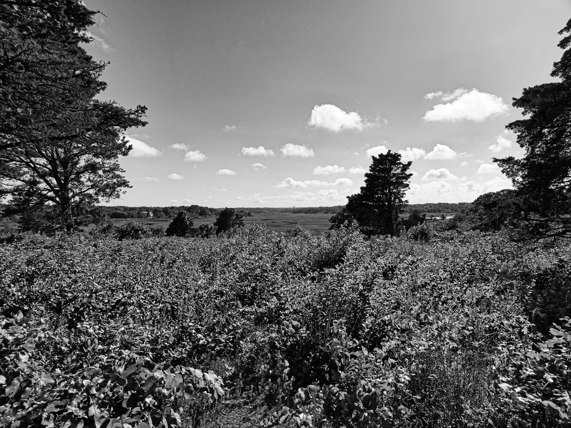 Black &amp; White 00282