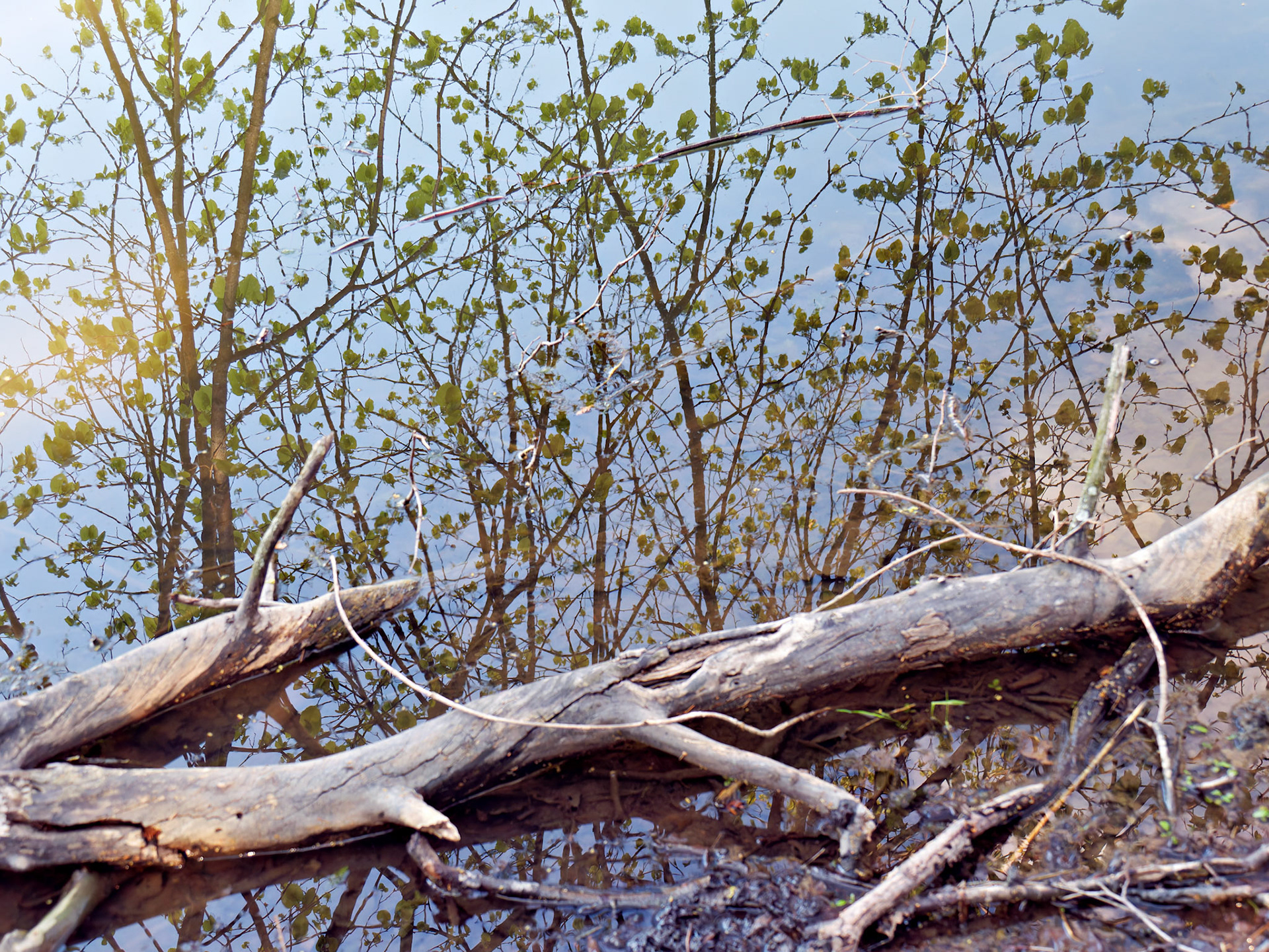 IL_Morton Arboretum_20180507_0833_PS.tif