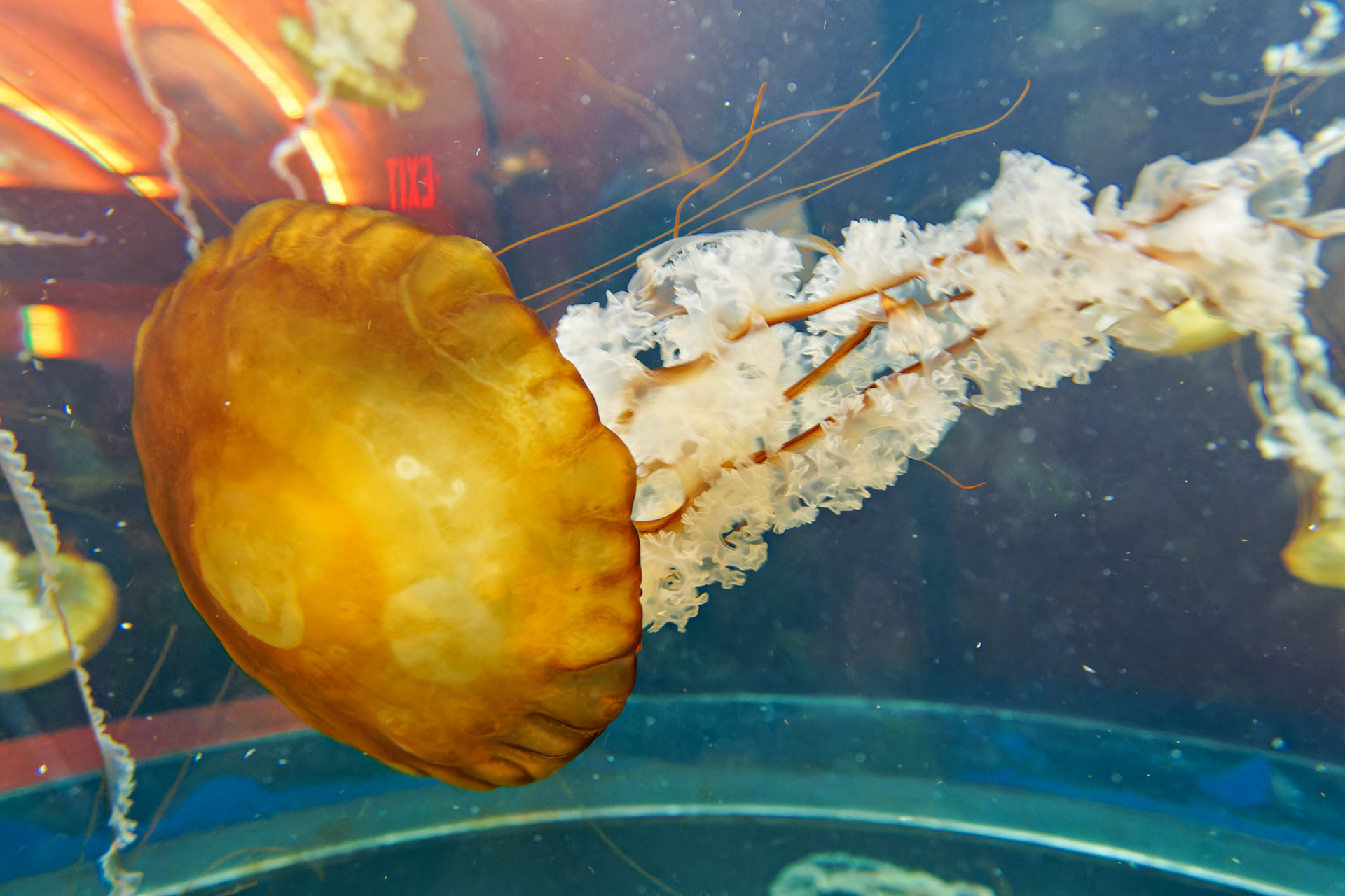 Wildlife_20140806_0601_PS.dng