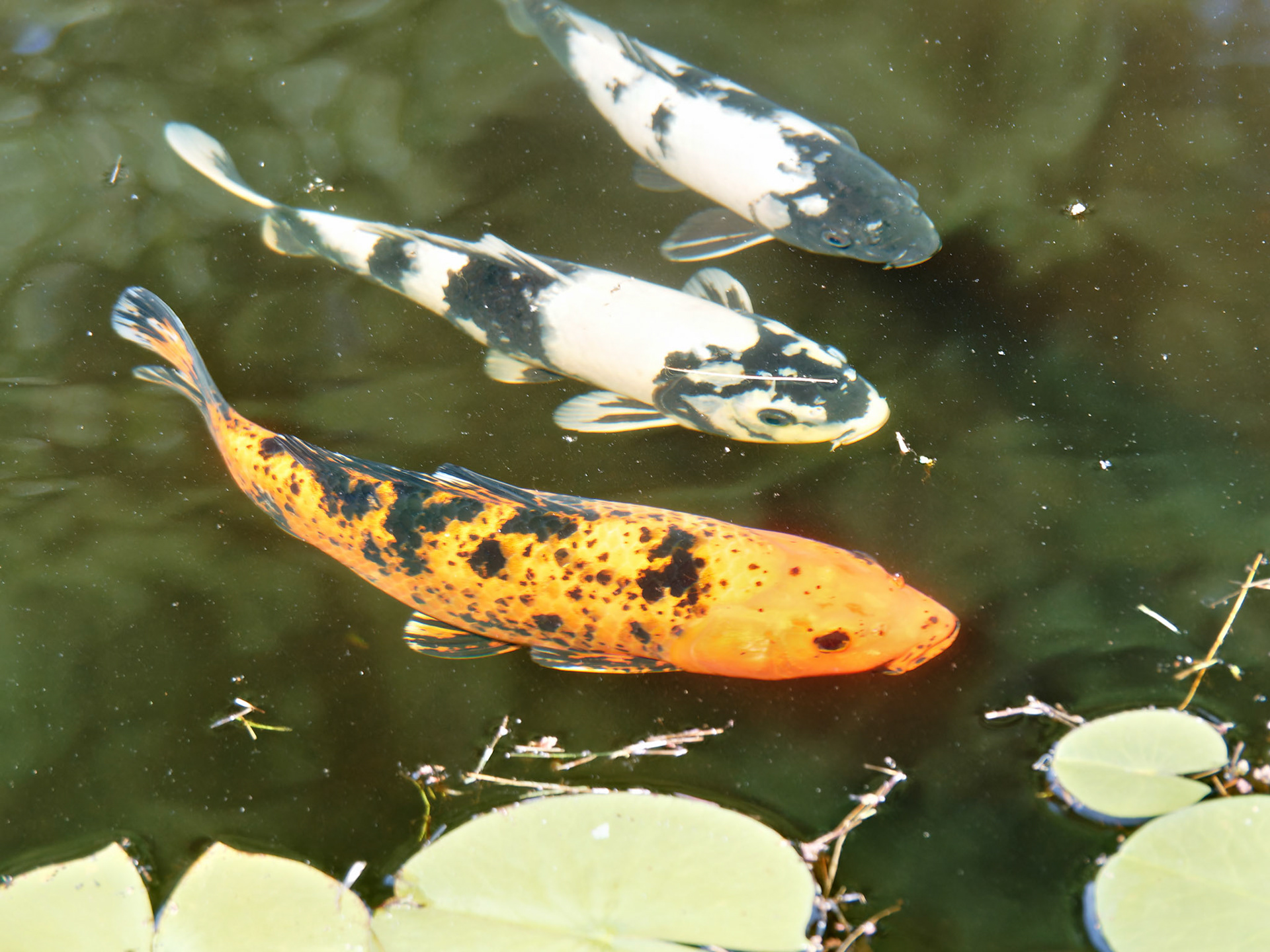 OLYMPUS DIGITAL CAMERA