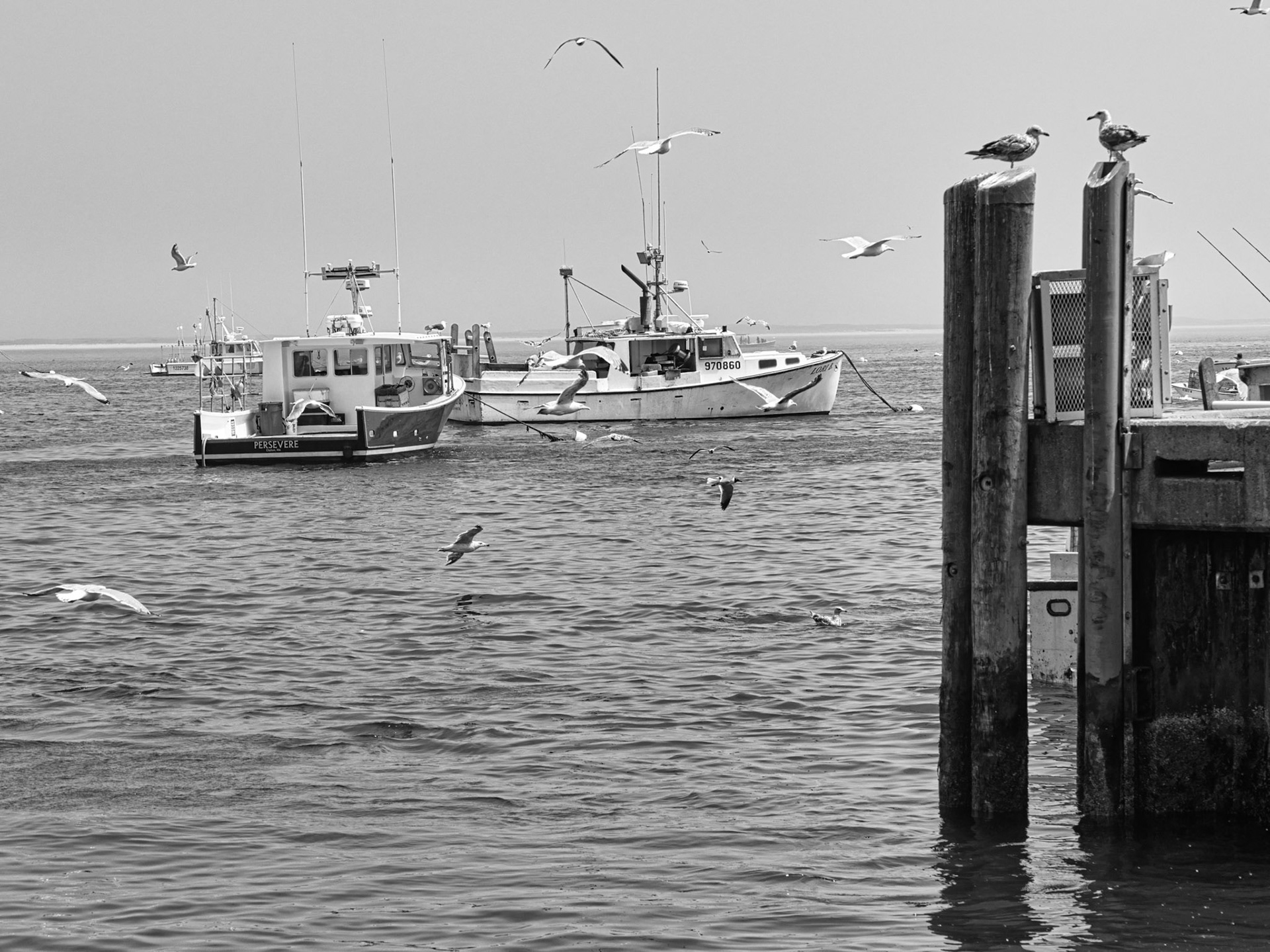 Black &amp; White 00298