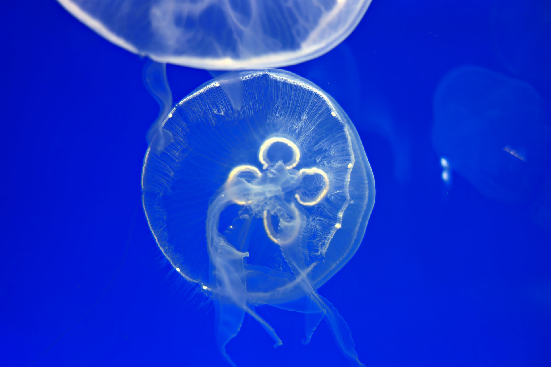 Wildlife_20120725_0294_PS.dng