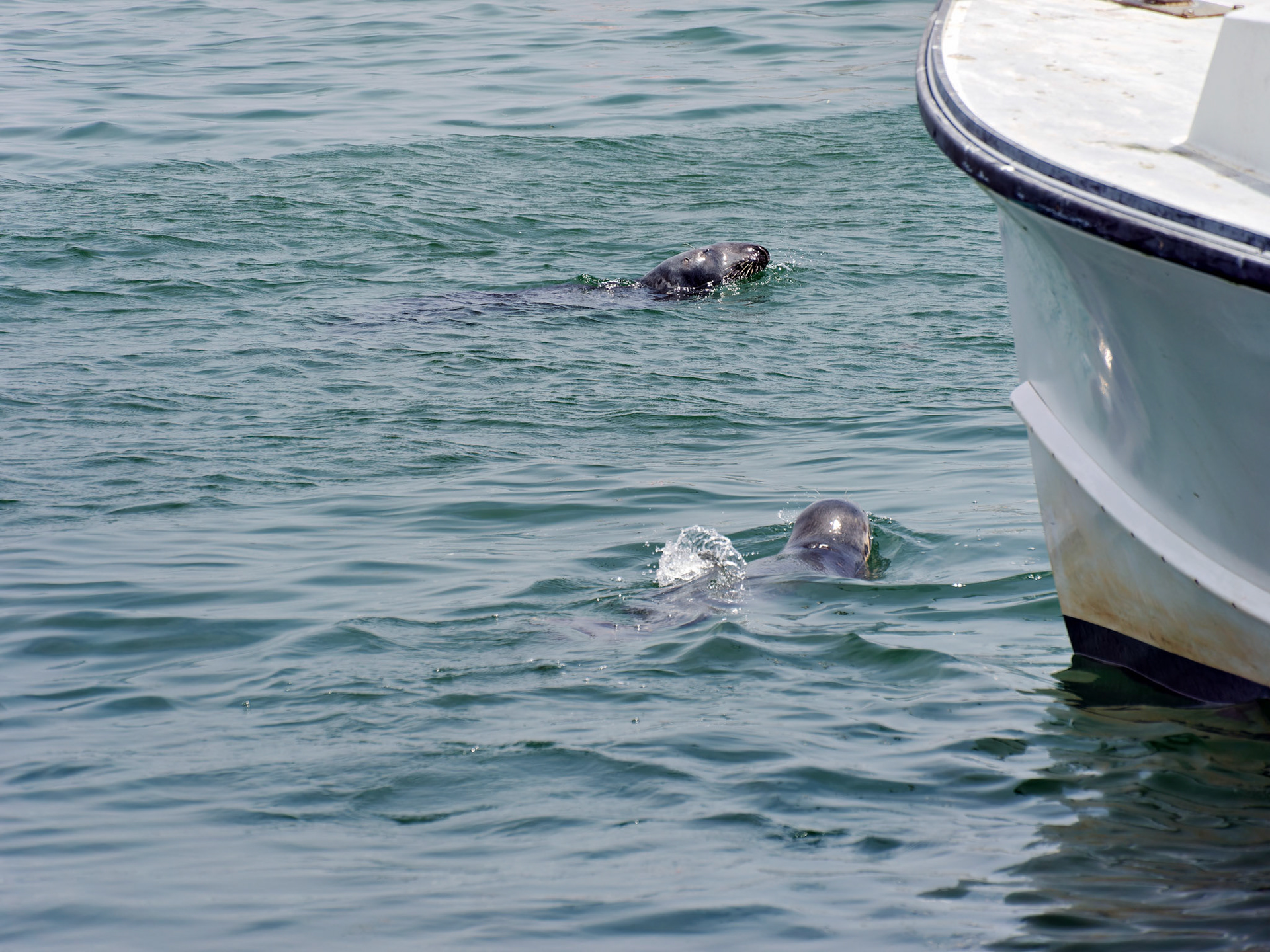 MA_CapeCodChattham_20180725_0009_PS.dng