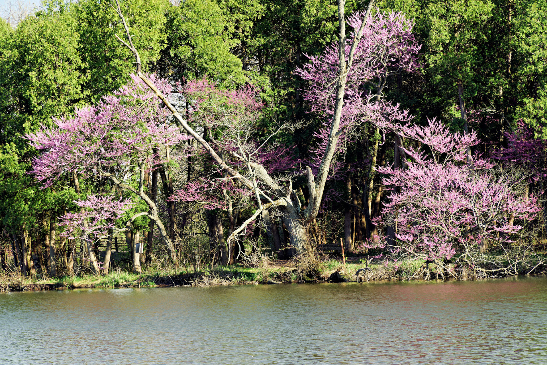 IL_Morton Arboretum_20170422_0777_PS.tif