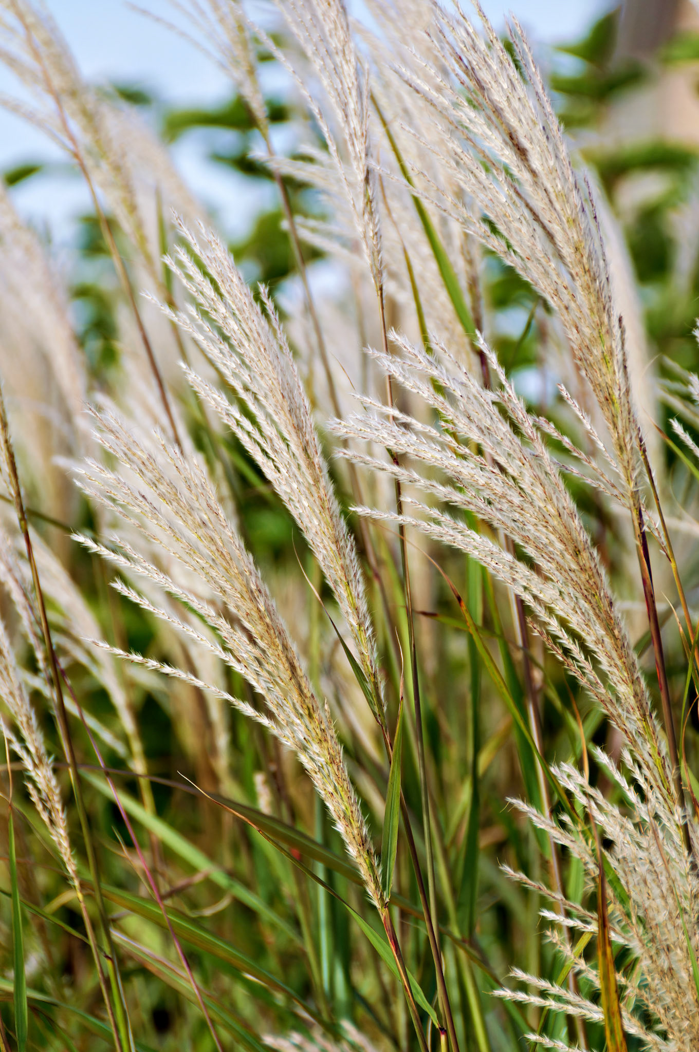 IL_Morton Arboretum_20081019_0335_PS.tif