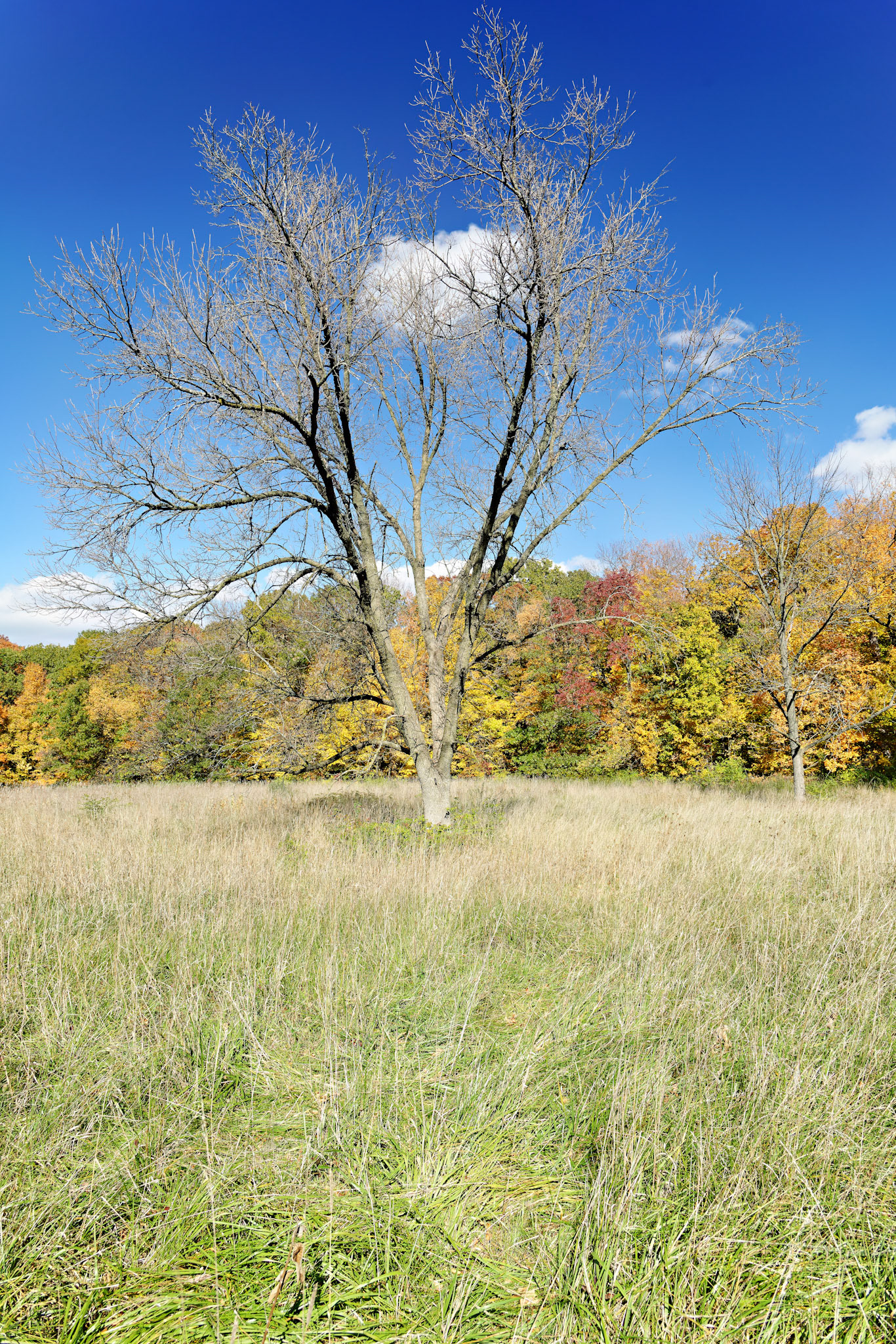 IL_Morton Arboretum_20121012_0562_PS.tif