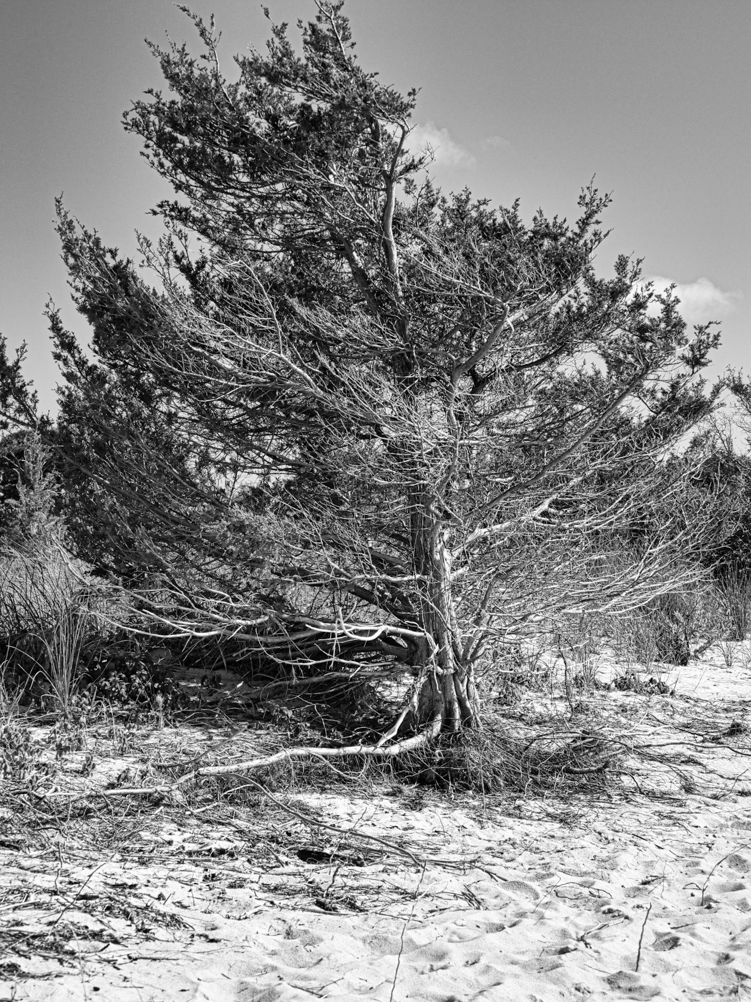 Black &amp; White 00279