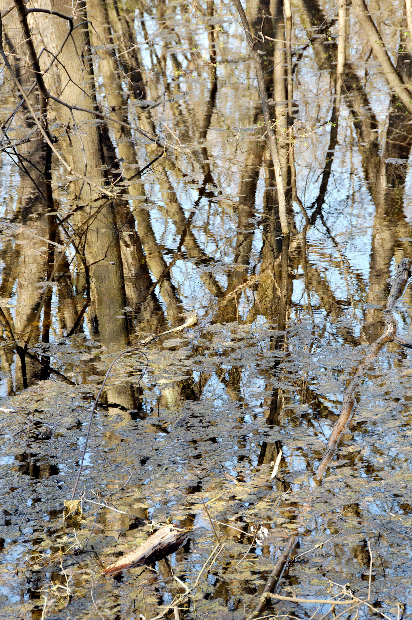 IL_Morton Arboretum_20070421_0246_PS.tif