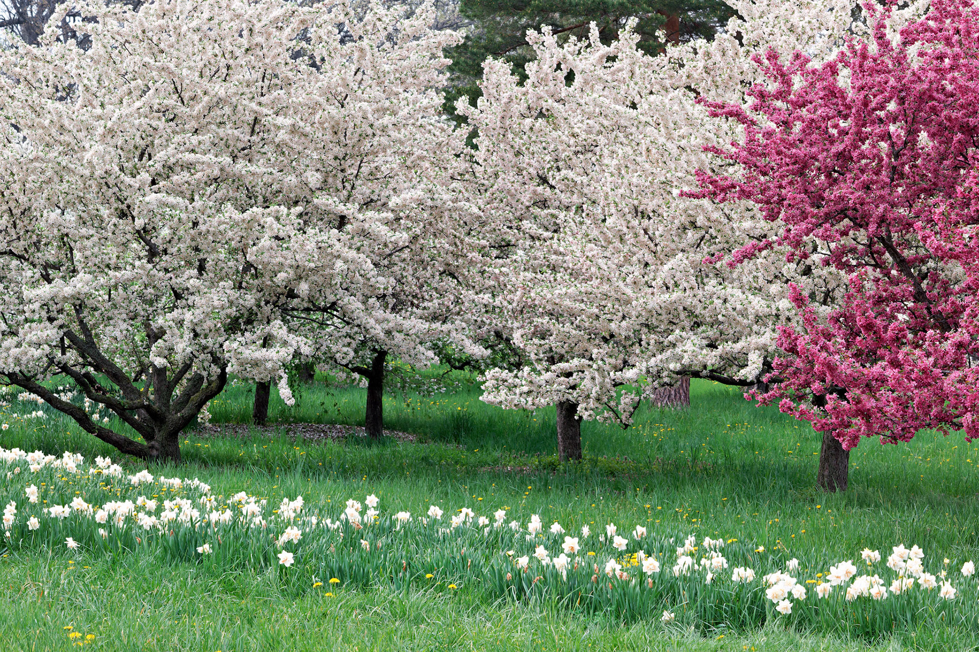 IL_Morton Arboretum_20150506_0681_PS.tif