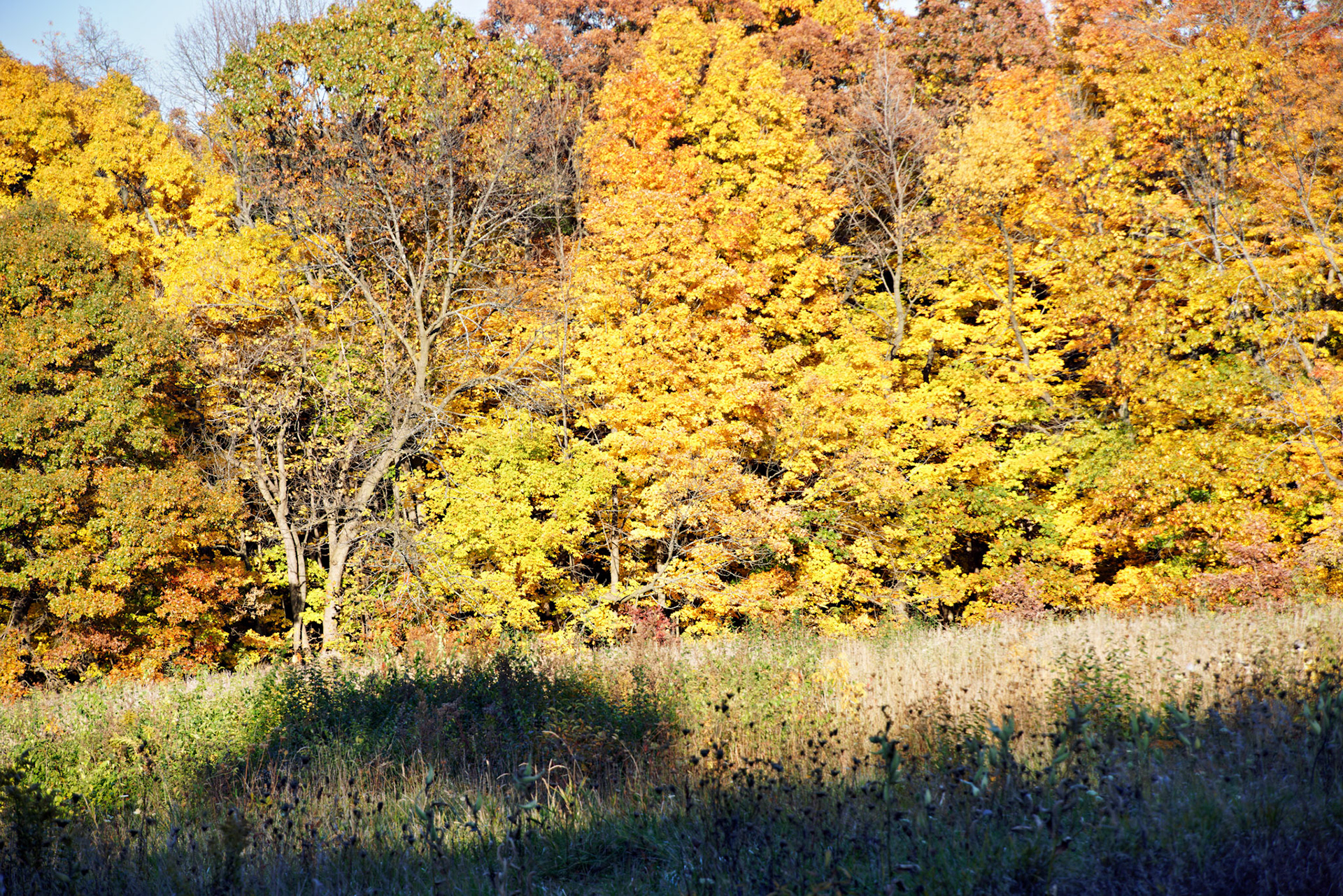 IL_Morton Arboretum_20141022_0618_PS.tif