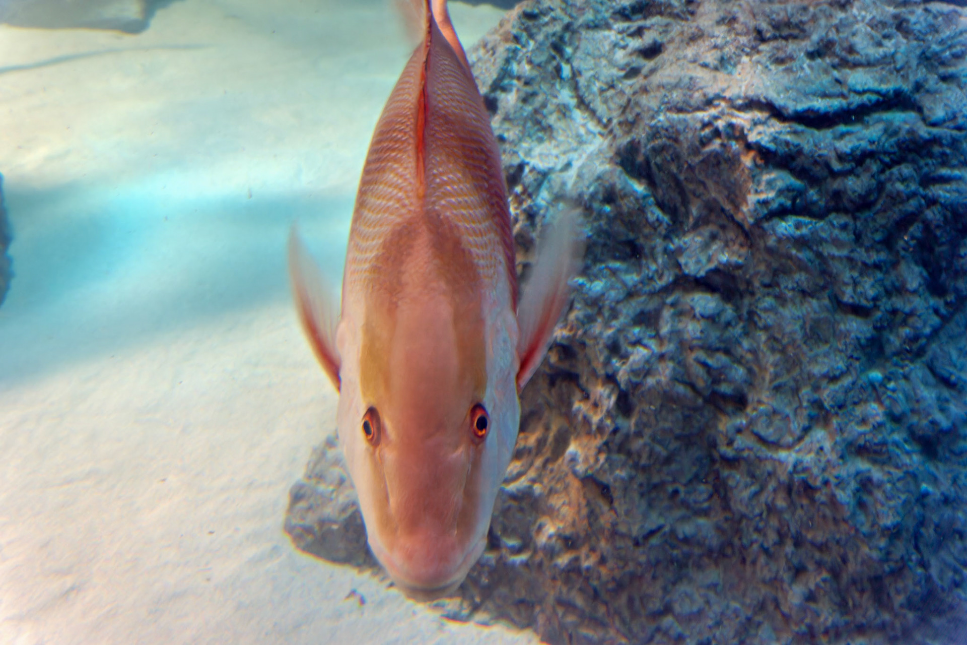 IN_Indianapolis Zoo_20140718_0005_PS.tif