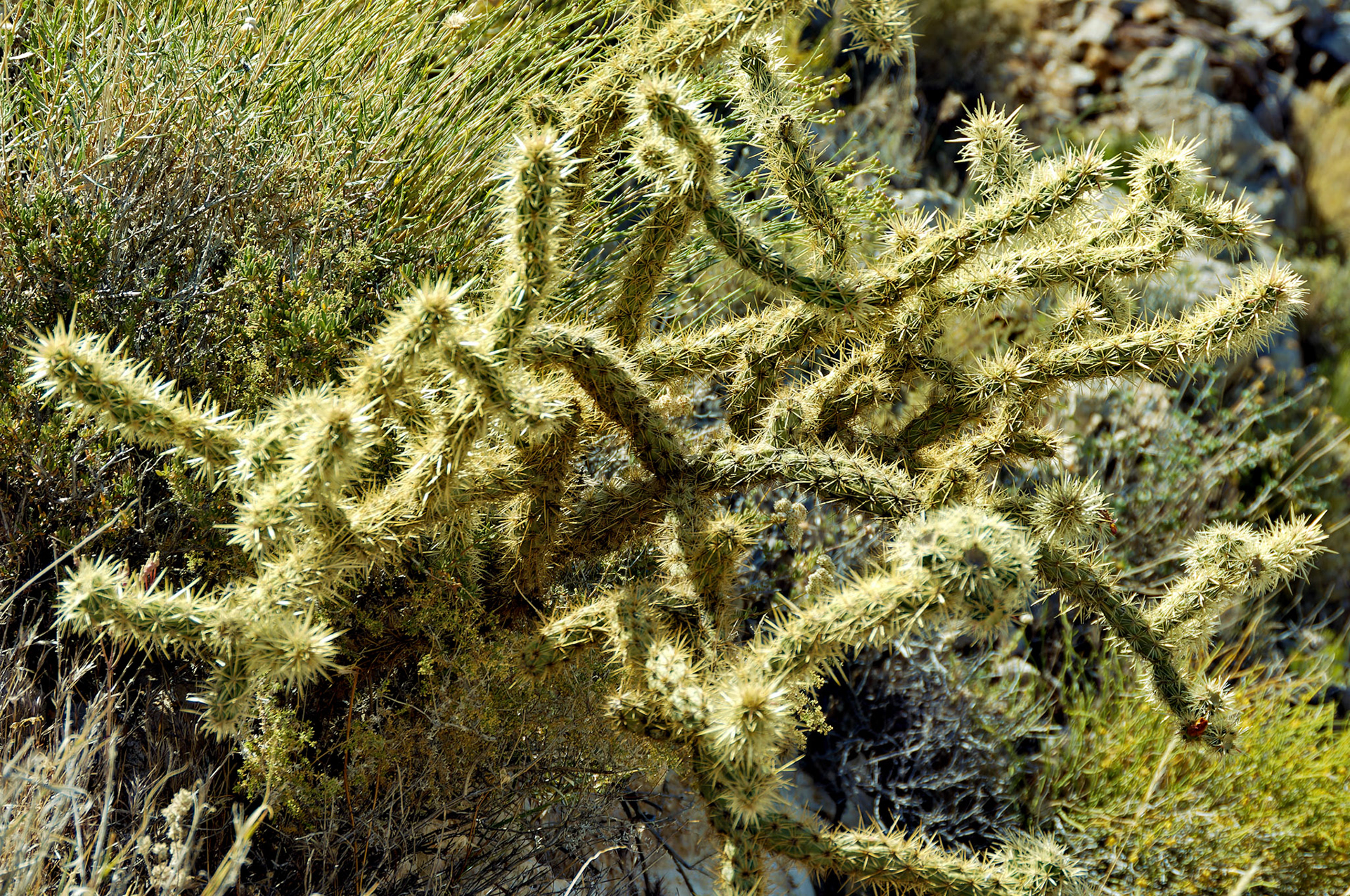 CA_20050614_0143_PS.dng